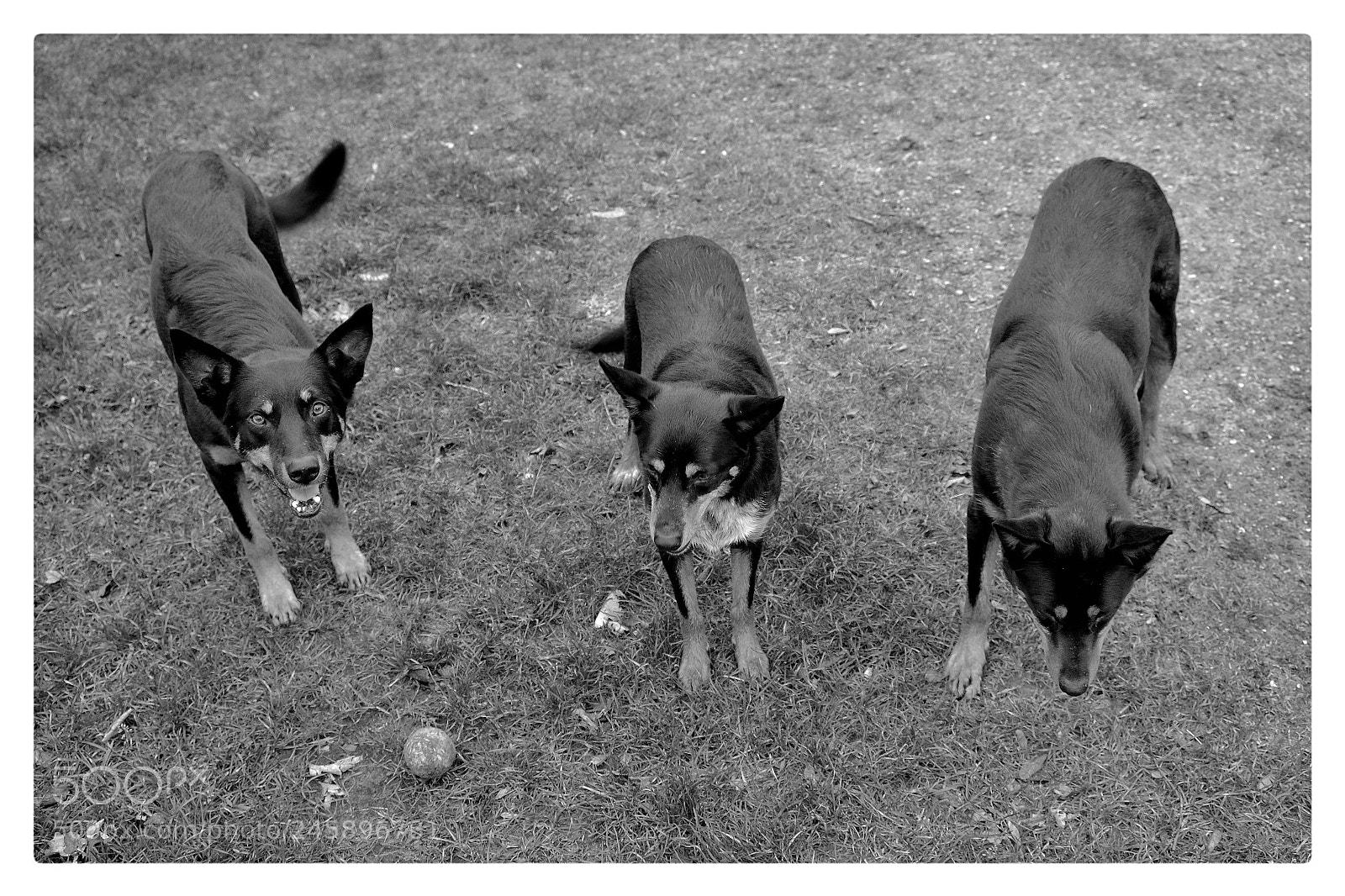 Fujifilm X-Pro1 sample photo. Play with us! please photography