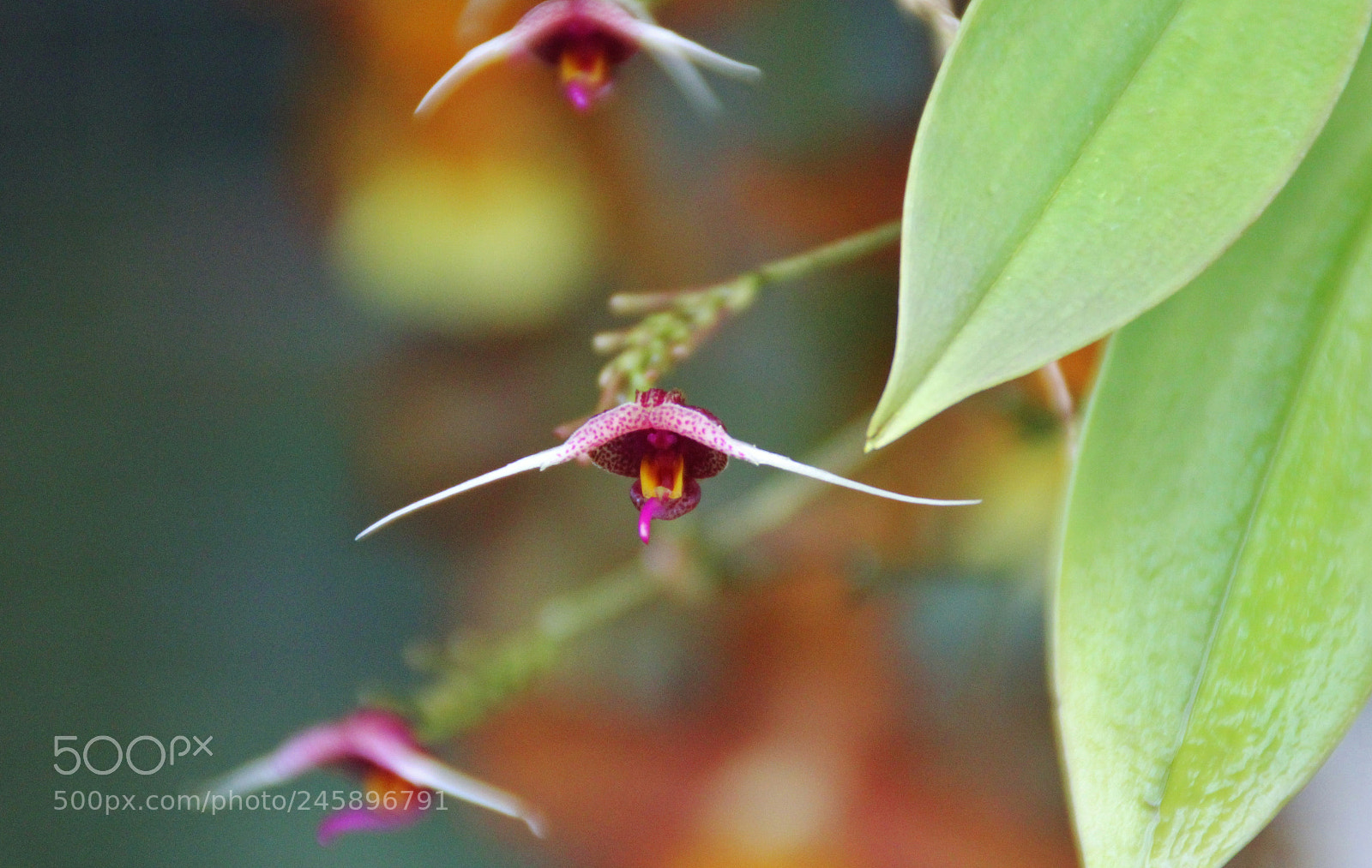 Canon EOS 60D sample photo. Img photography