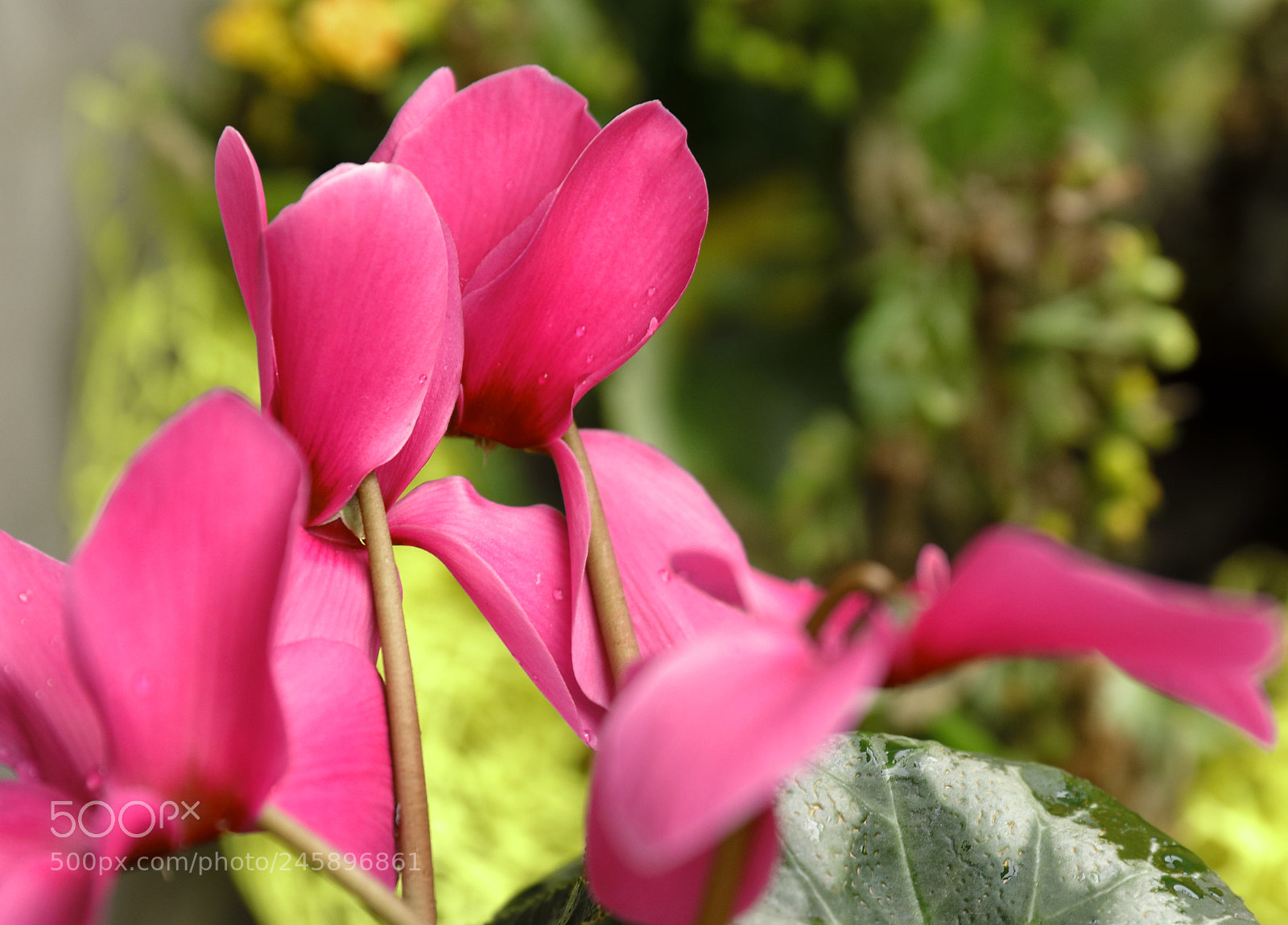 Canon EF 24-70mm F2.8L II USM sample photo. G photography