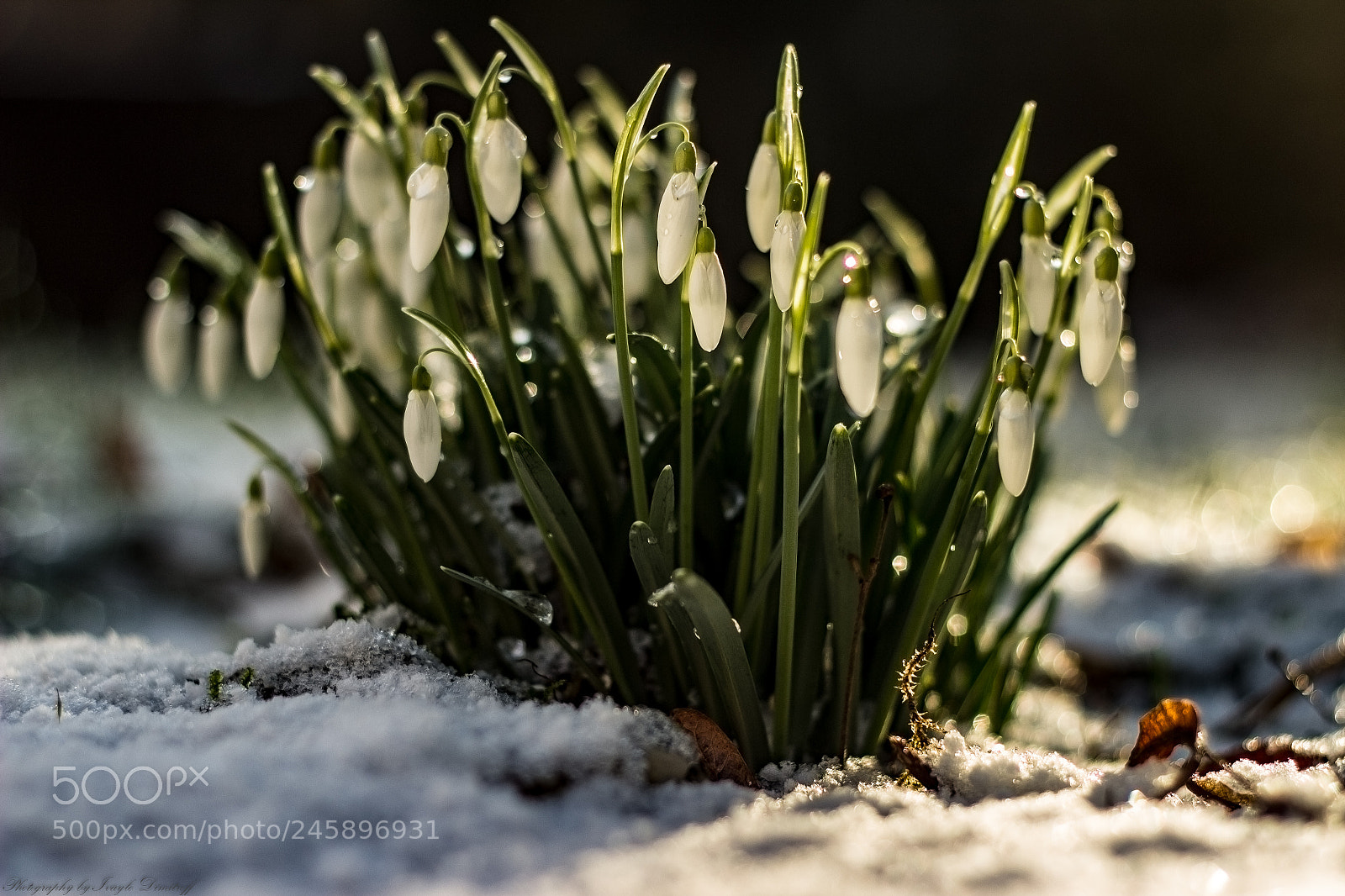 Canon EOS 600D (Rebel EOS T3i / EOS Kiss X5) sample photo. Cold outside, sunny inside photography