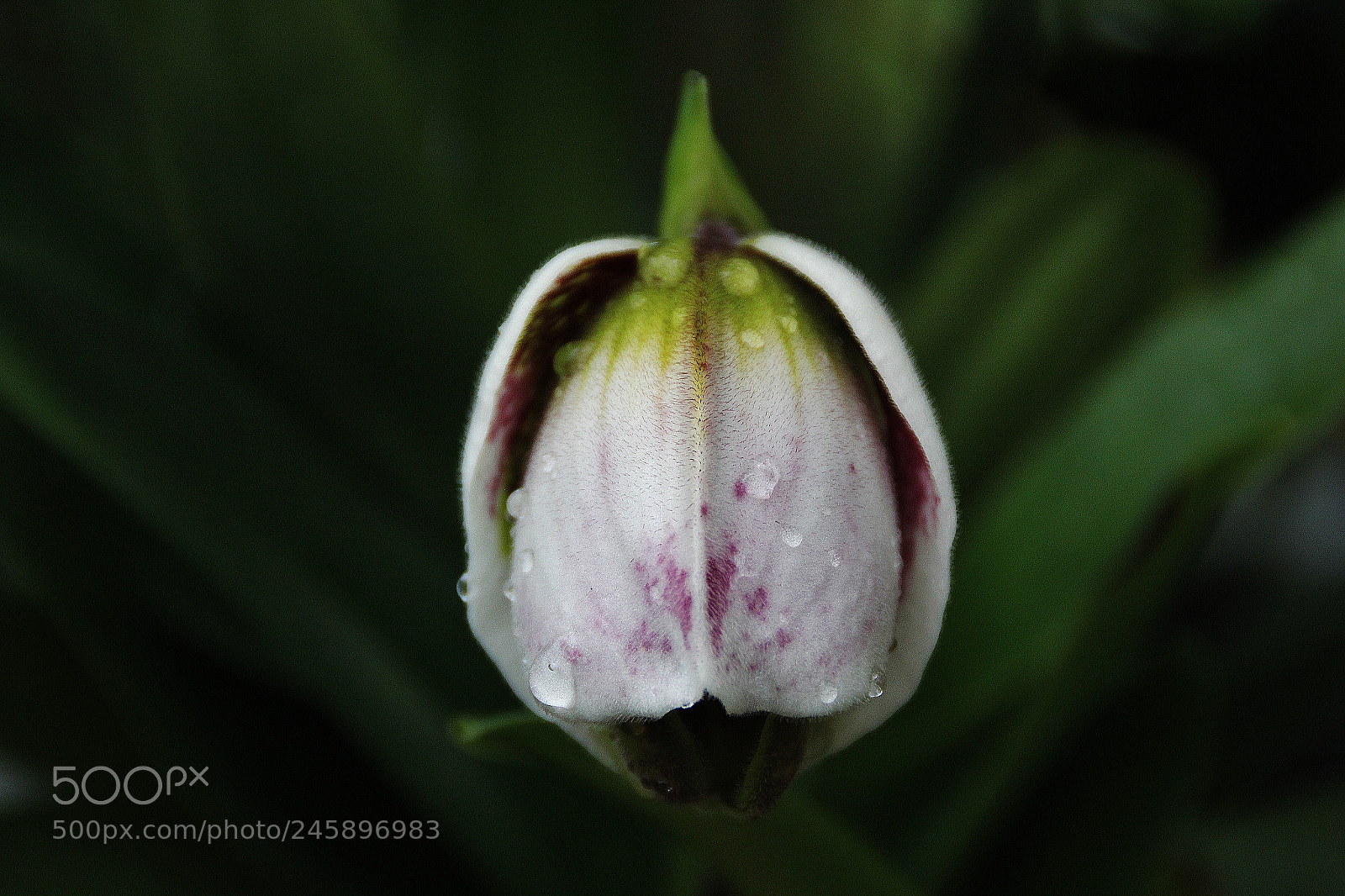 Canon EOS 60D sample photo. Img photography