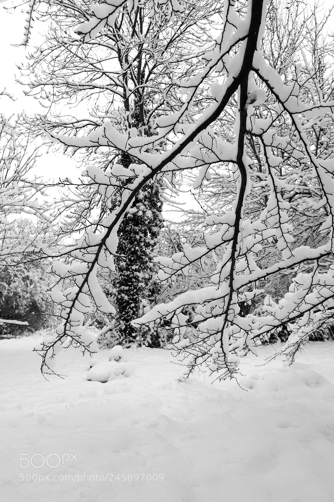 Panasonic Lumix DMC-LX10 (Lumix DMC-LX15) sample photo. La branche (the branch) photography