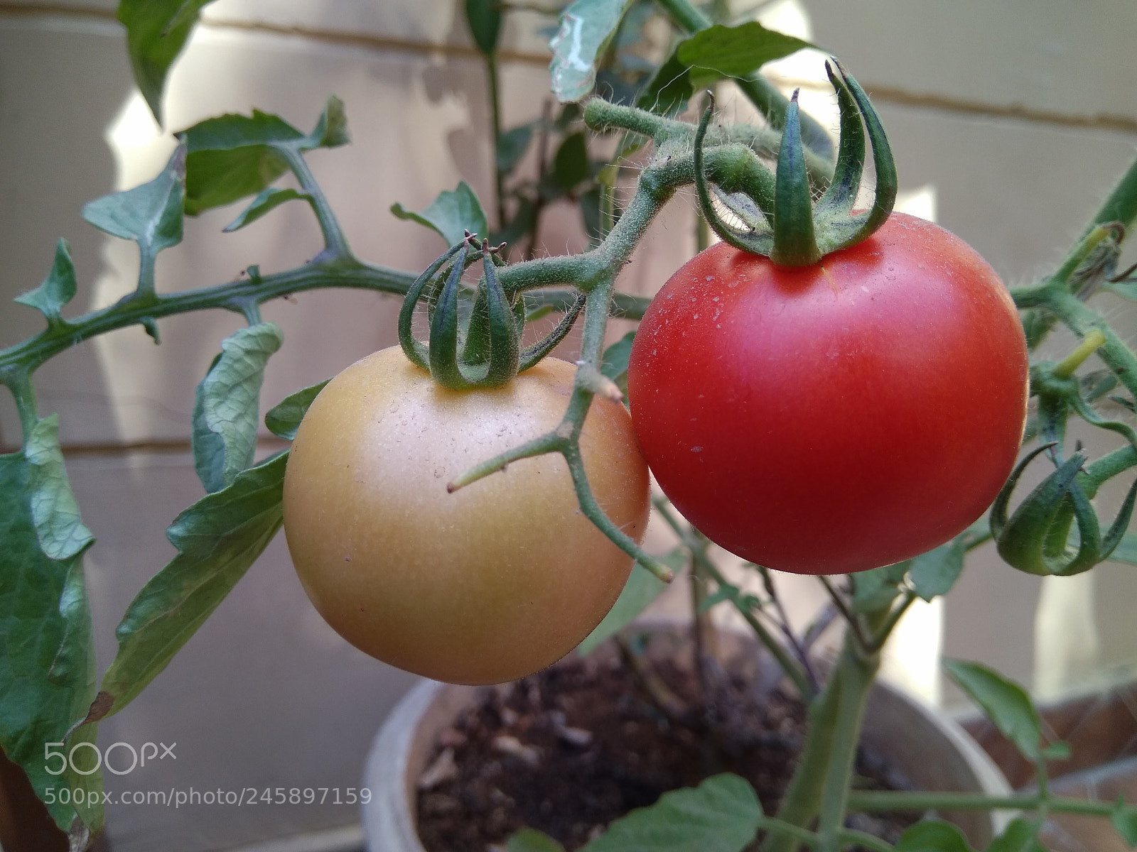 Xiaomi MI MAX sample photo. Tomato couple photography