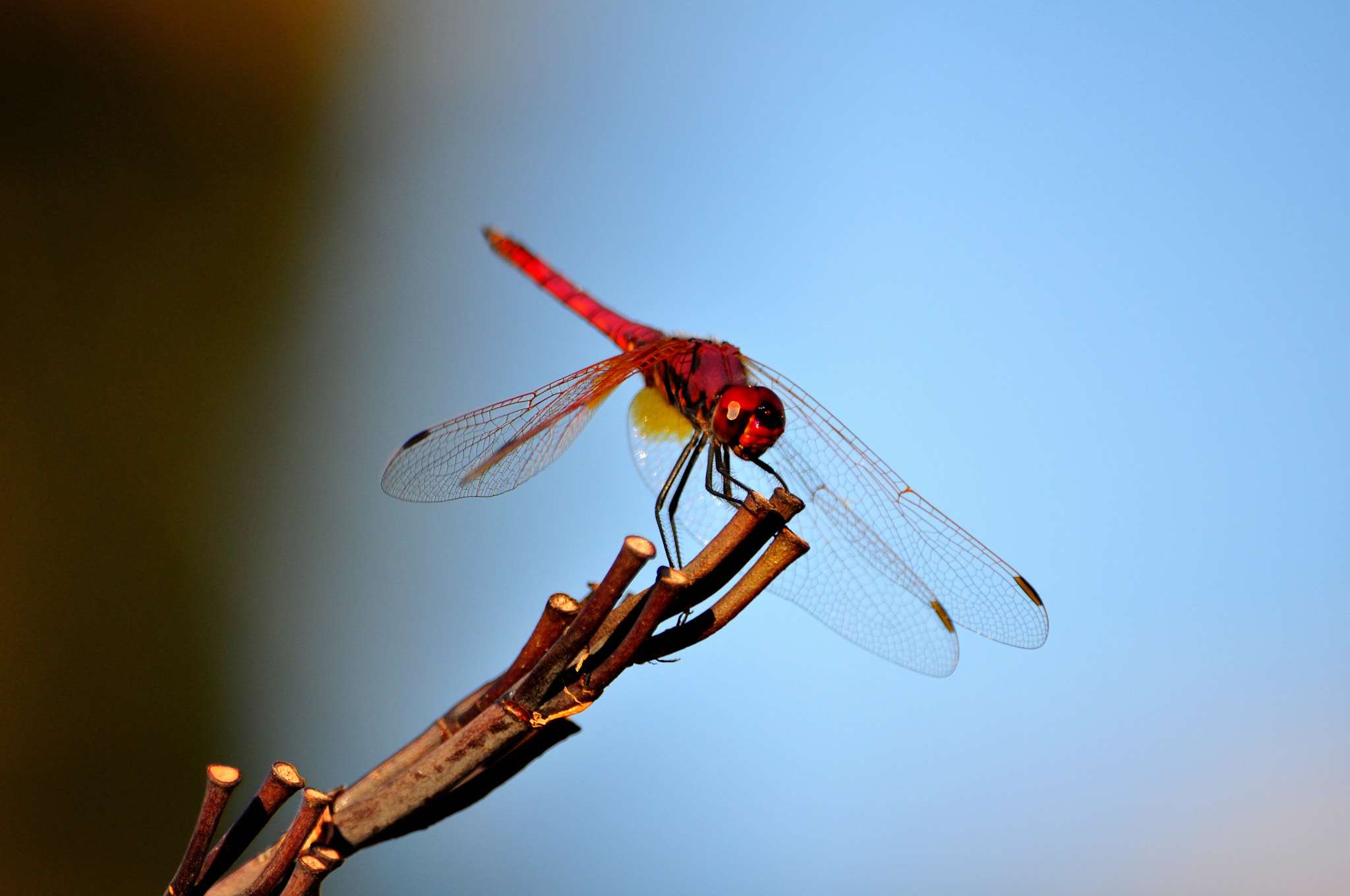 Sigma 70-300mm F4-5.6 APO DG Macro sample photo. Dragonfly in corsica photography