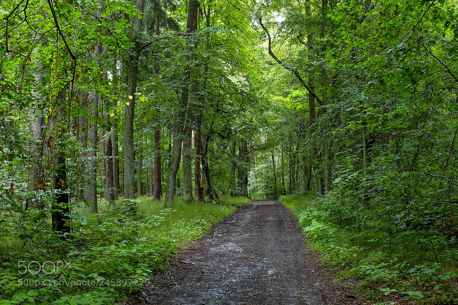 Fujifilm X-E1 sample photo. Wood photography