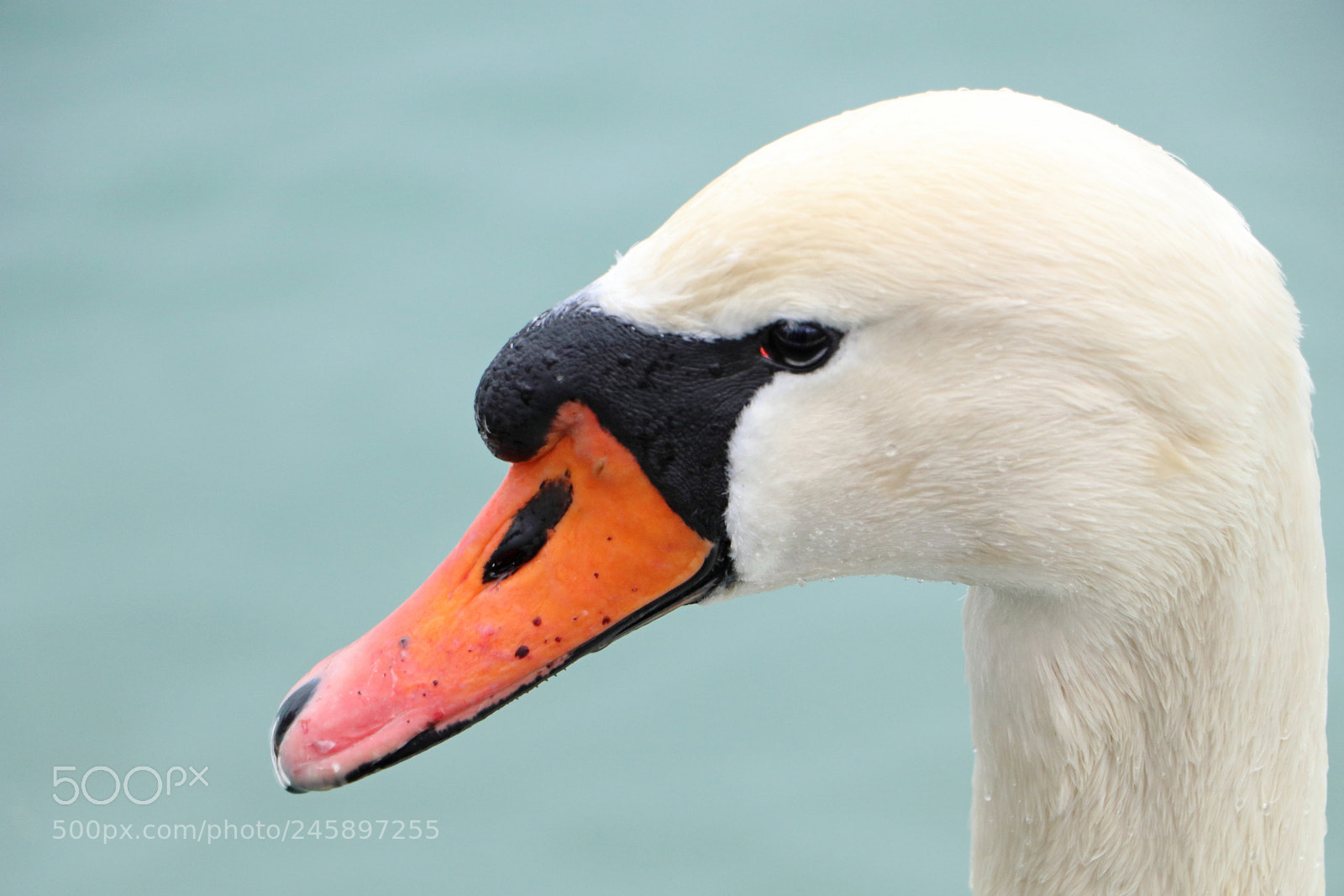 Canon EOS 77D (EOS 9000D / EOS 770D) sample photo. Swan photography