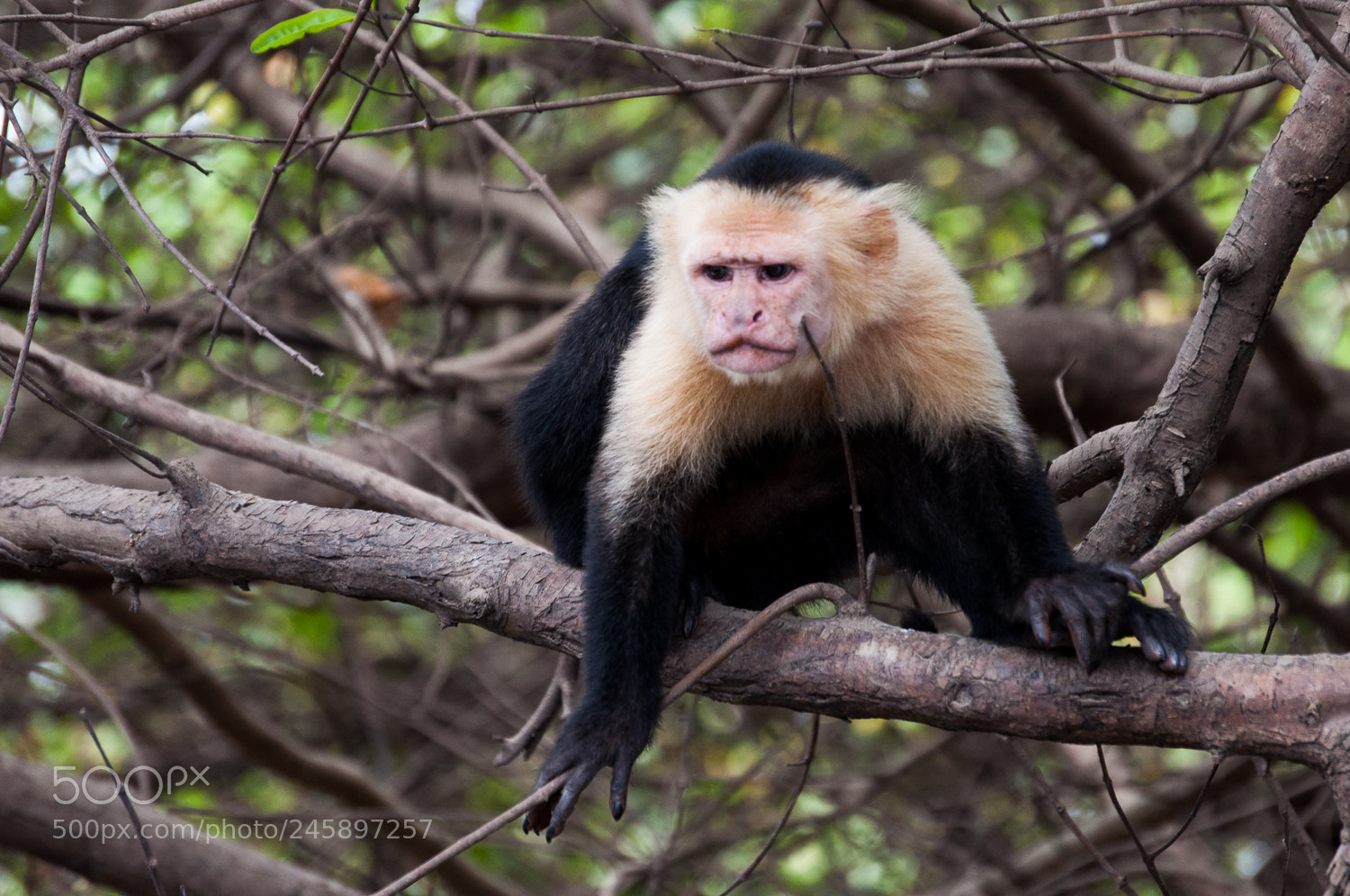 Nikon D5000 sample photo. White-headed capuchin (cebus capucinus) photography