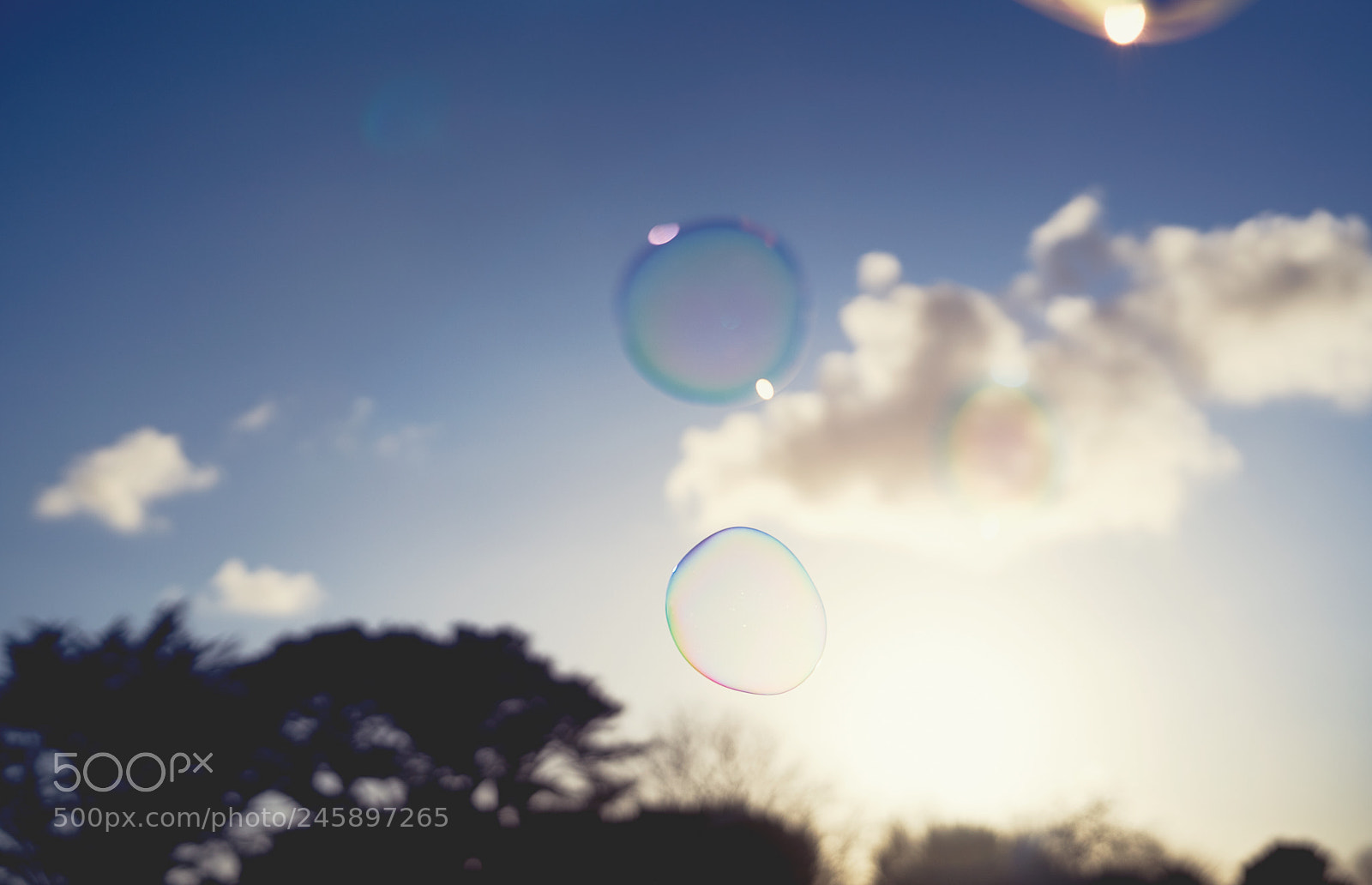 Sony a7R II sample photo. Day forty three photography
