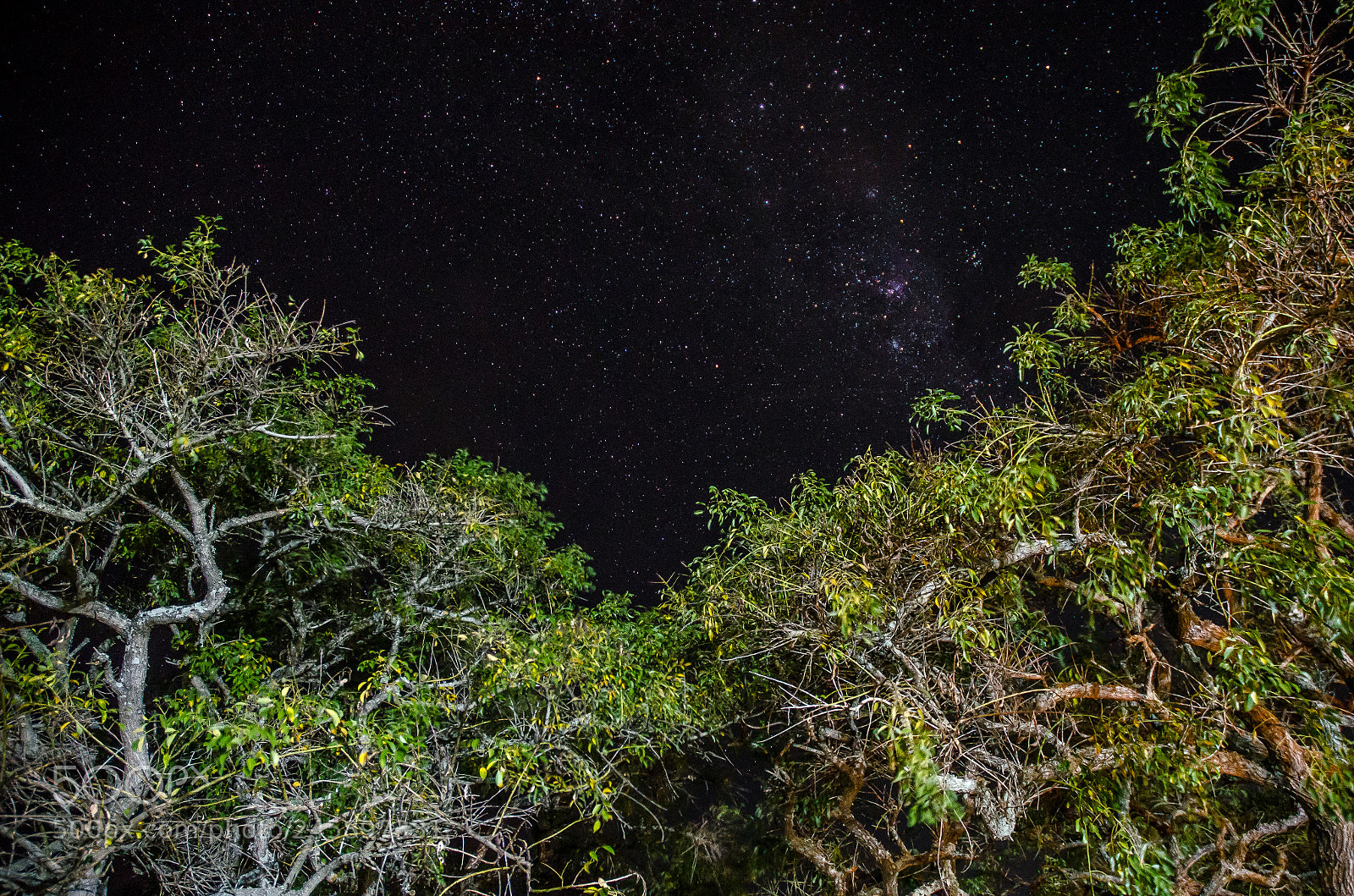 Nikon D5100 sample photo. Arbol y via lactea photography