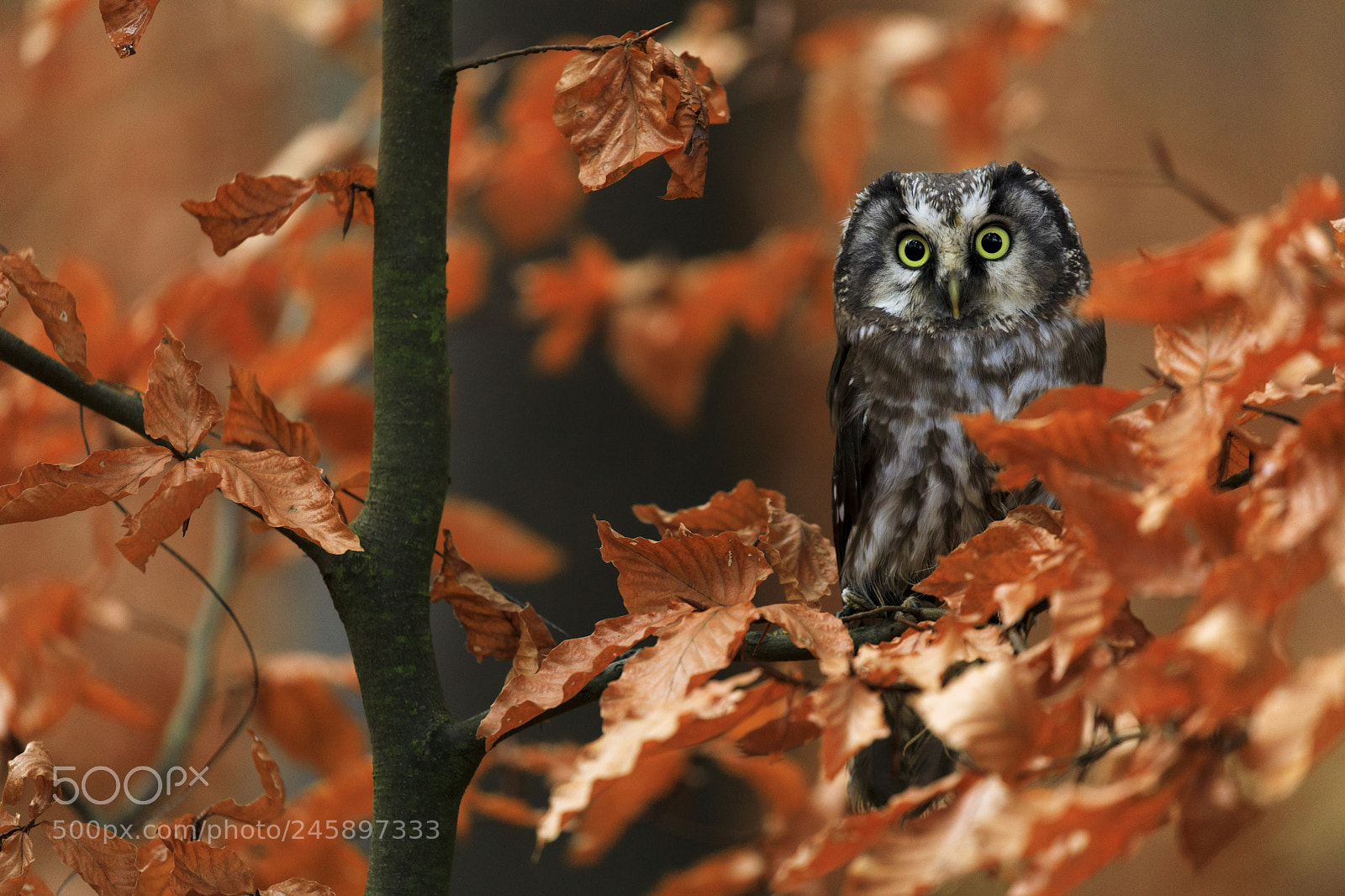 Canon EOS 5D Mark IV sample photo. Tengmalm's owl in autumn photography