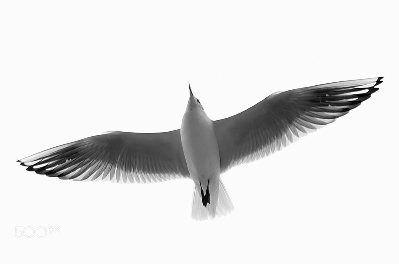 Nikon D800 + Nikon AF-S Nikkor 50mm F1.8G sample photo. Seagull photography