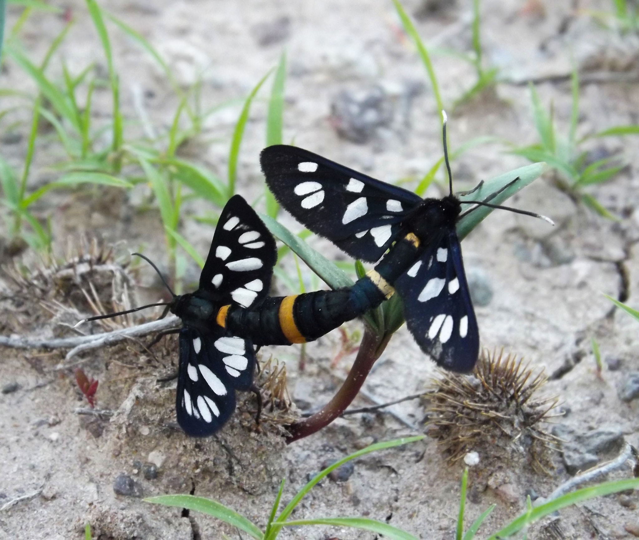 FujiFilm FinePix S4000 (FinePix S4050) sample photo. Butterfly photography