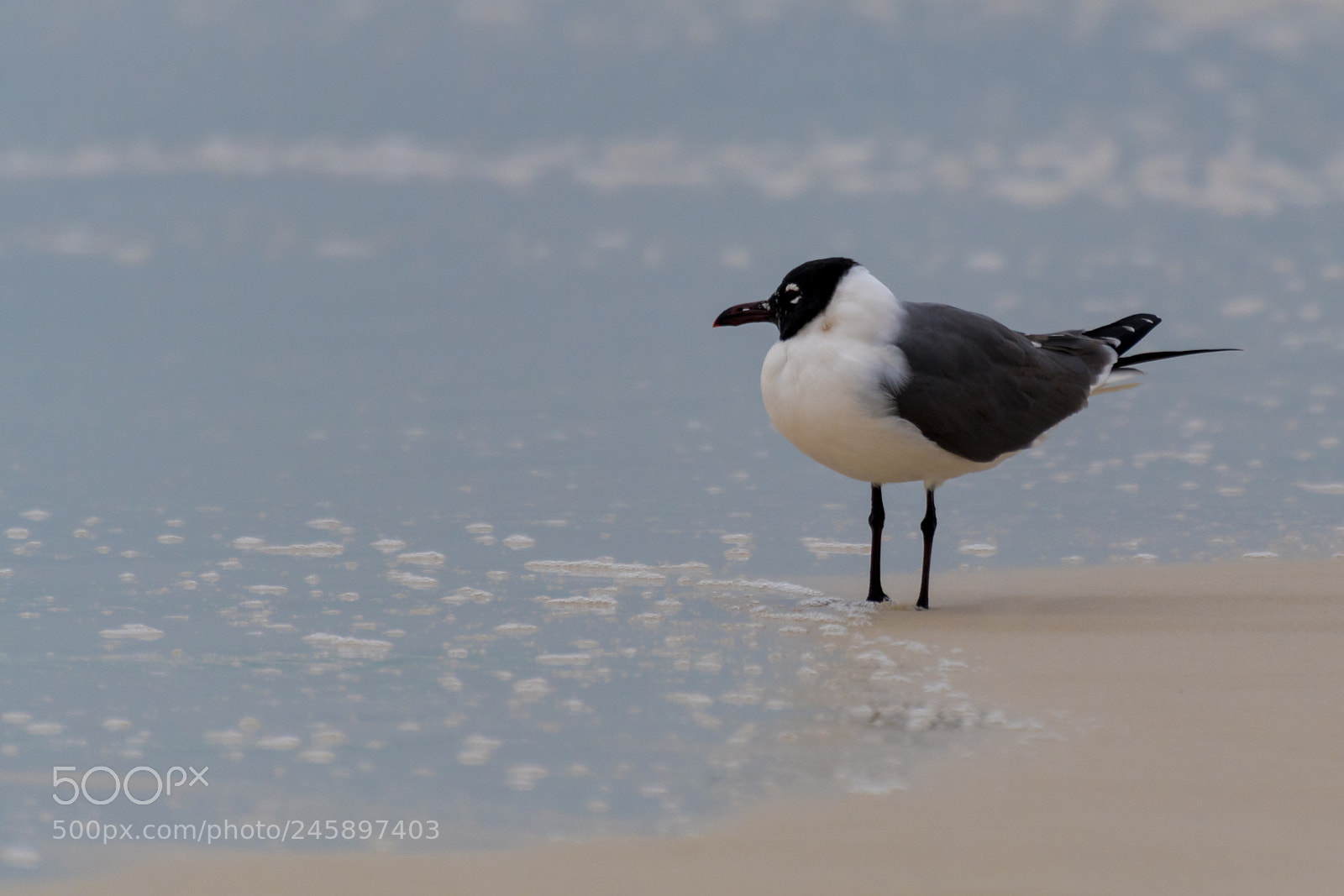 Nikon D500 sample photo. Destin seagull photography