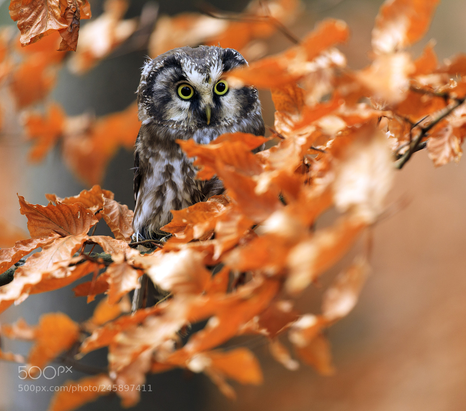 Canon EOS 5D Mark IV sample photo. Tengmalm's owl in autumn photography