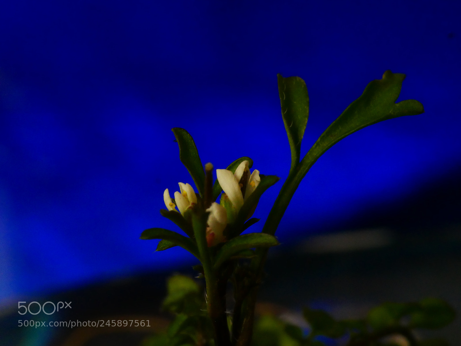 Panasonic Lumix DMC-GX85 (Lumix DMC-GX80 / Lumix DMC-GX7 Mark II) sample photo. ??⭐⭐⭐... photography