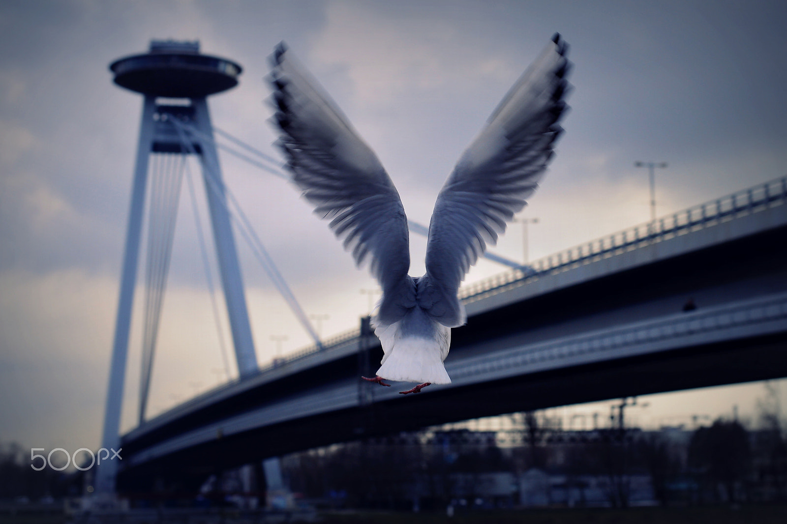 Nikon D800 + Nikon AF-S Nikkor 50mm F1.8G sample photo. Bridge and seagull photography