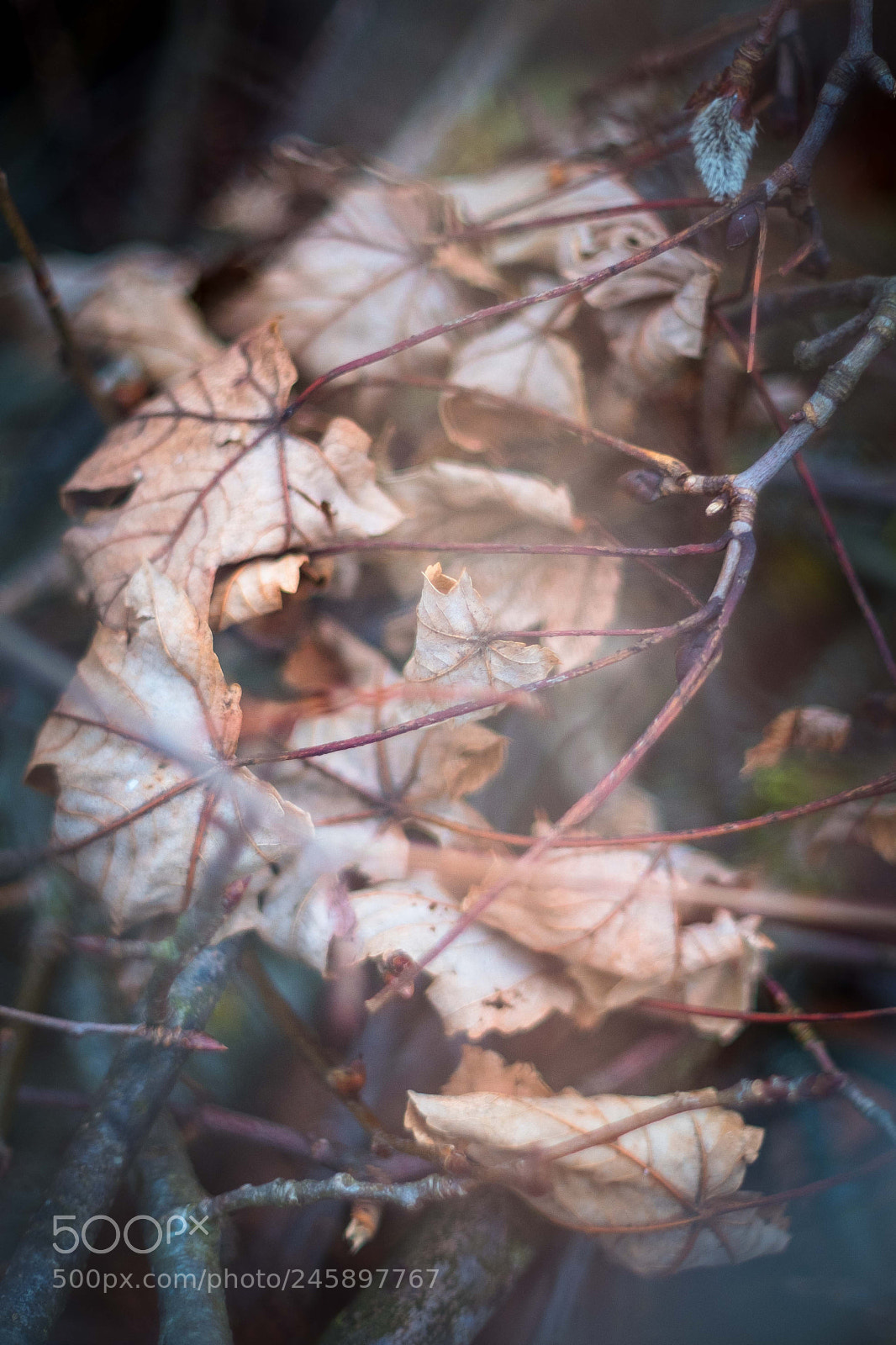 Fujifilm X-T2 sample photo. Dsf photography