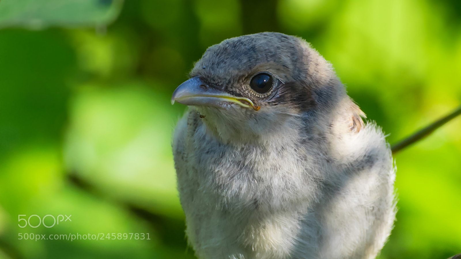 Nikon D810 sample photo. Portrait of young red-backed photography