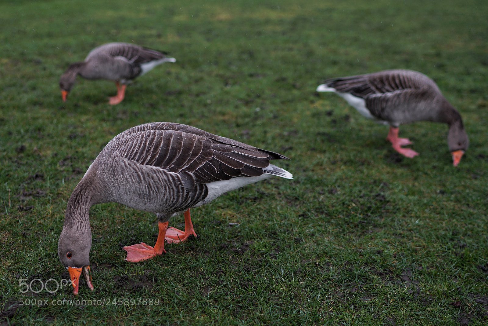 Sony a7R II sample photo. 3 ducks photography