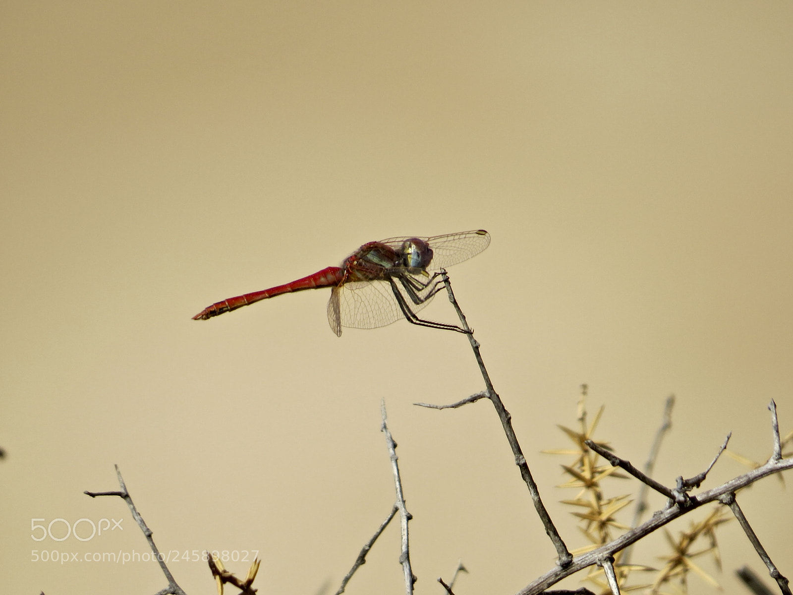 Canon PowerShot SX50 HS sample photo. Redfly photography