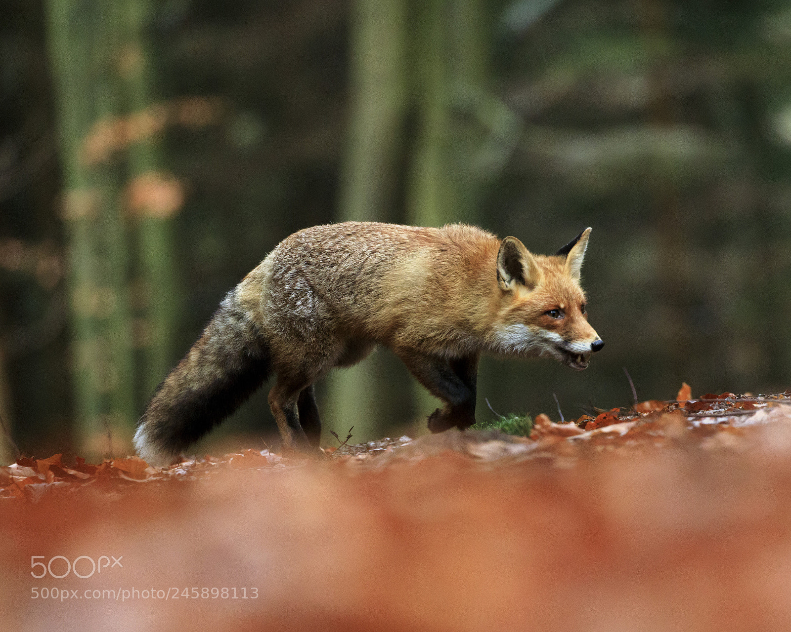Canon EOS 5D Mark IV sample photo. Red fox running in photography