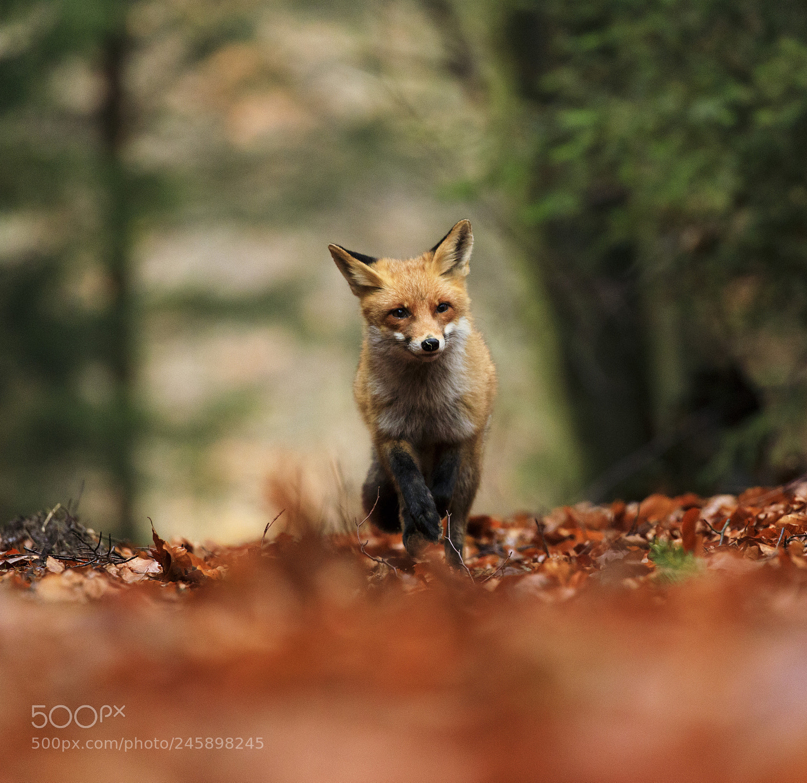 Canon EOS 5D Mark IV sample photo. Red fox running in photography