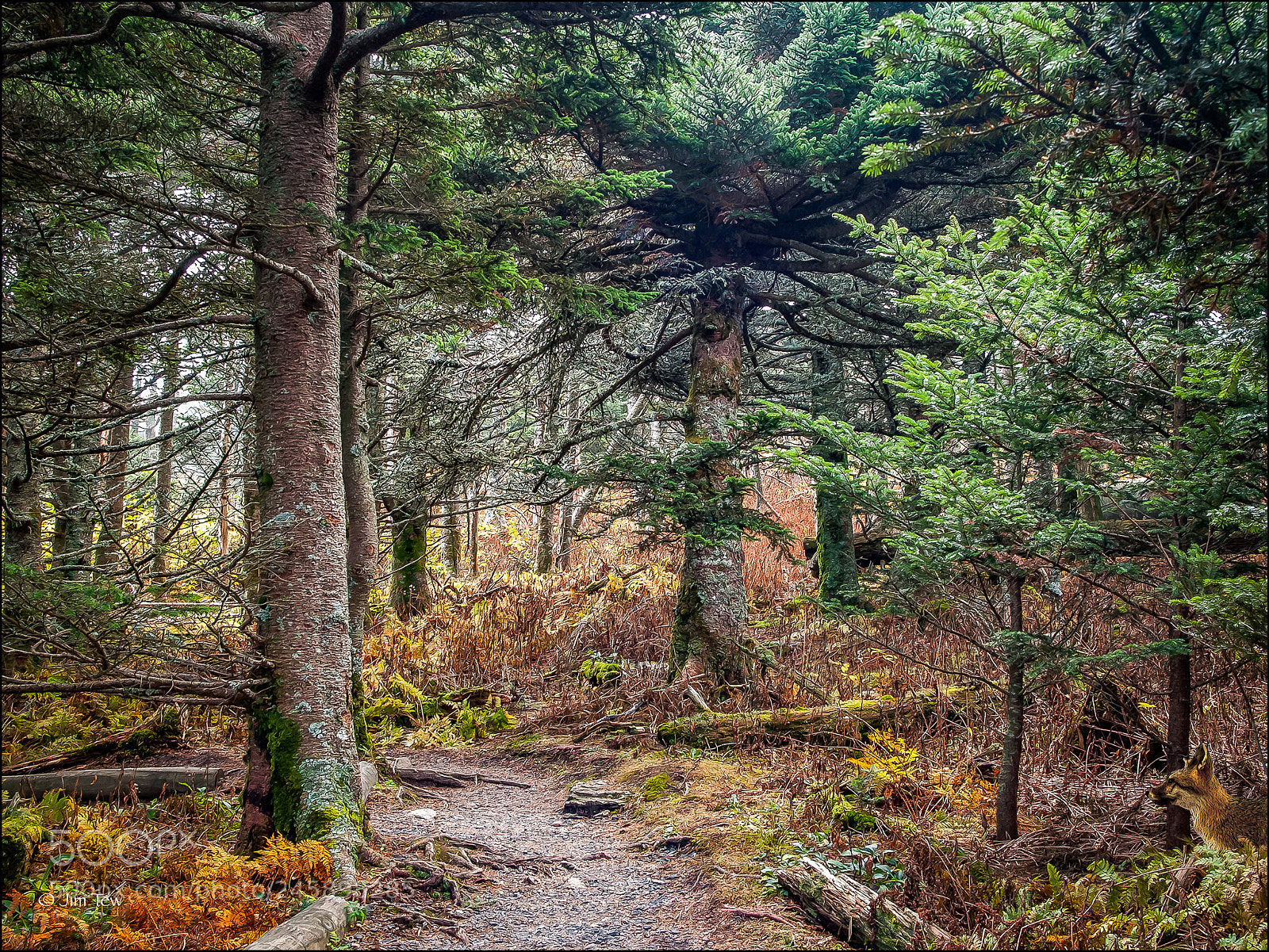 Olympus E-300 (EVOLT E-300) sample photo. Deep forest photography