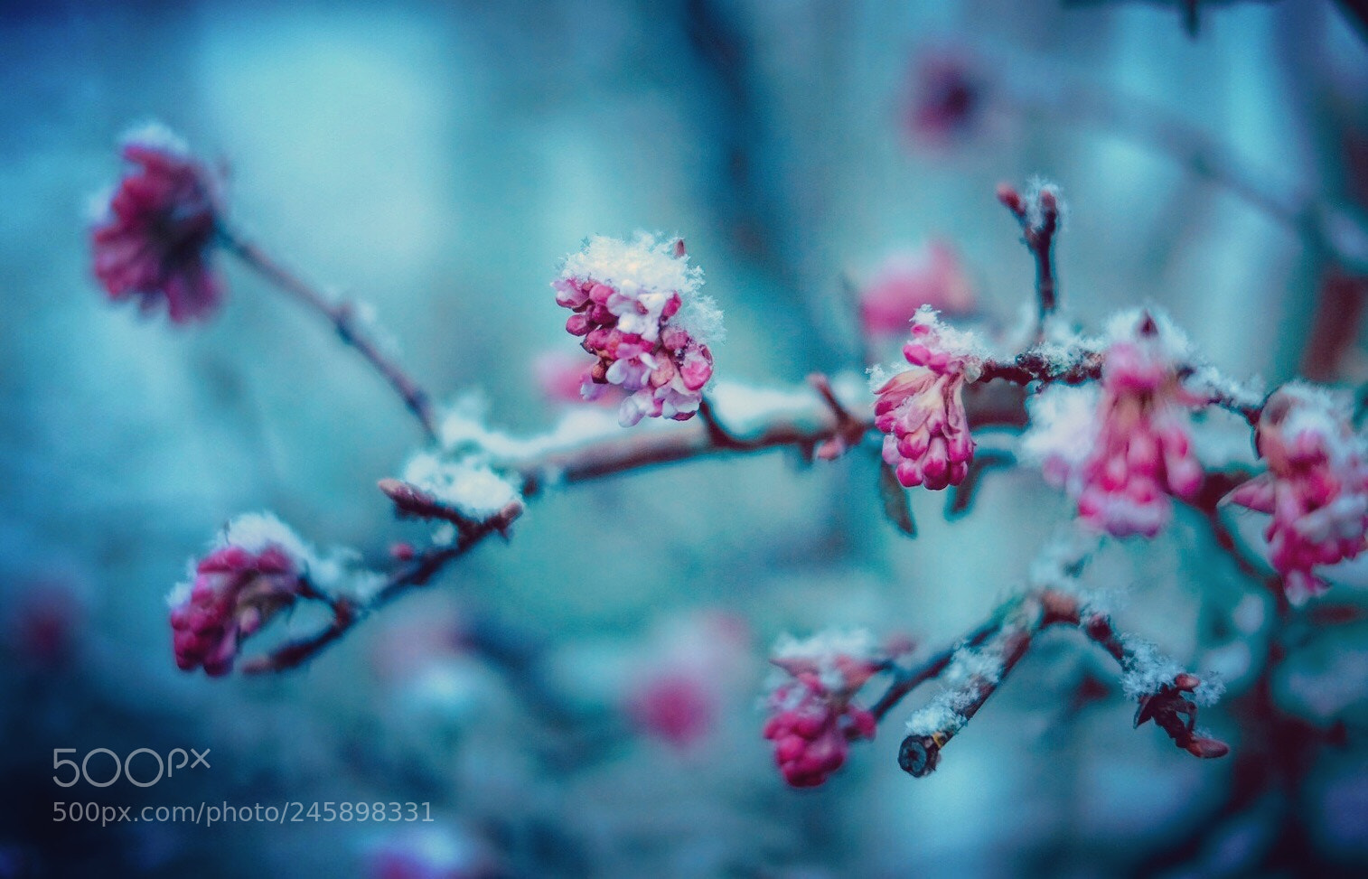 Fujifilm X-T1 sample photo. Rosejpeg photography
