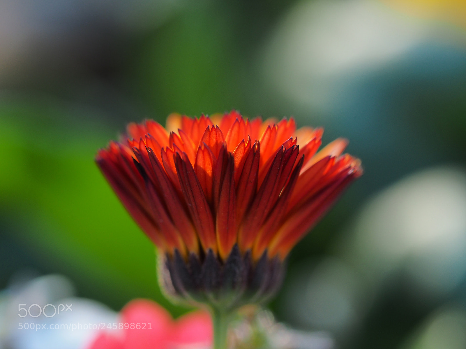 Olympus OM-D E-M1 sample photo. Little by little photography