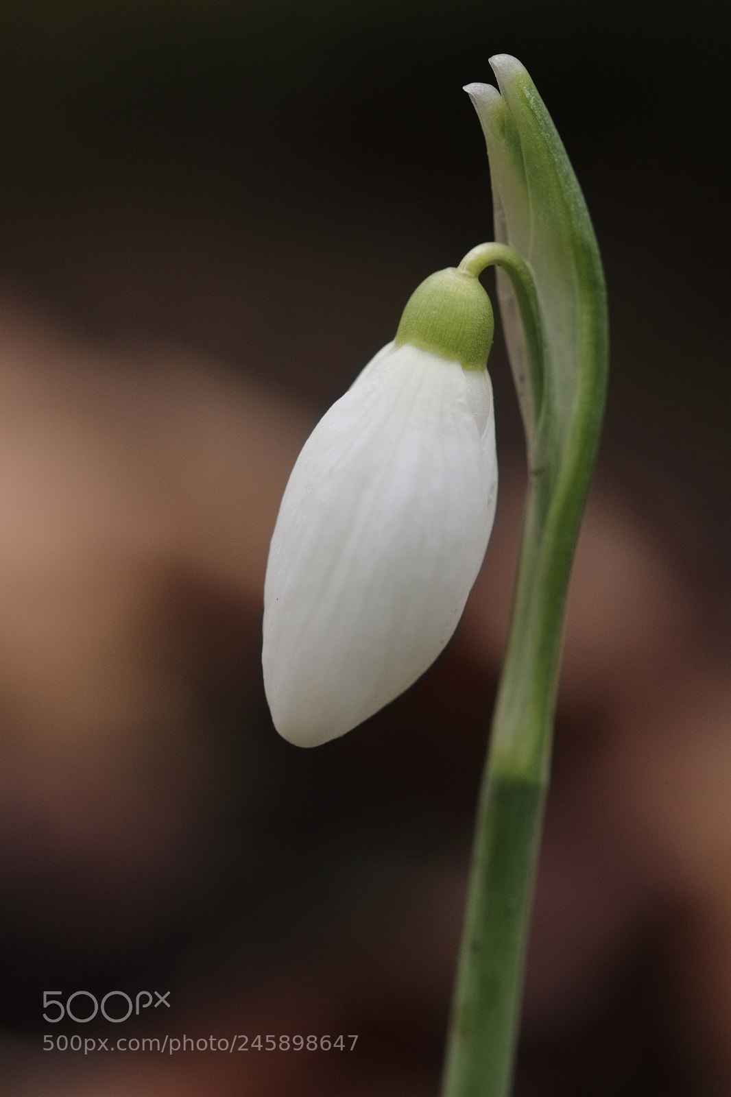 Canon EOS 77D (EOS 9000D / EOS 770D) sample photo. Untitled photography