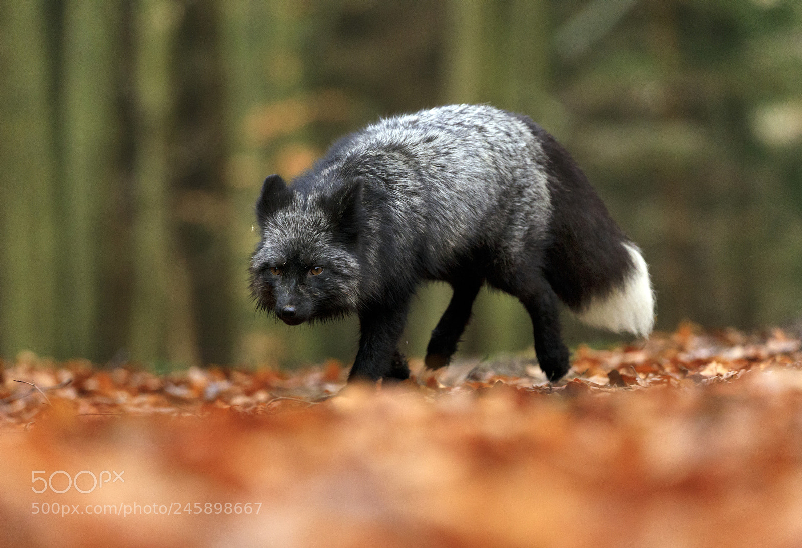 Canon EOS 5D Mark IV sample photo. Black silver fox playing photography