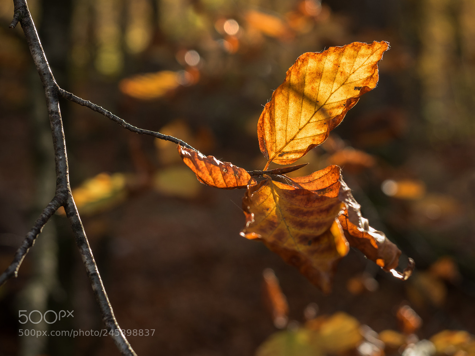 Olympus OM-D E-M5 II sample photo. Last leaves photography