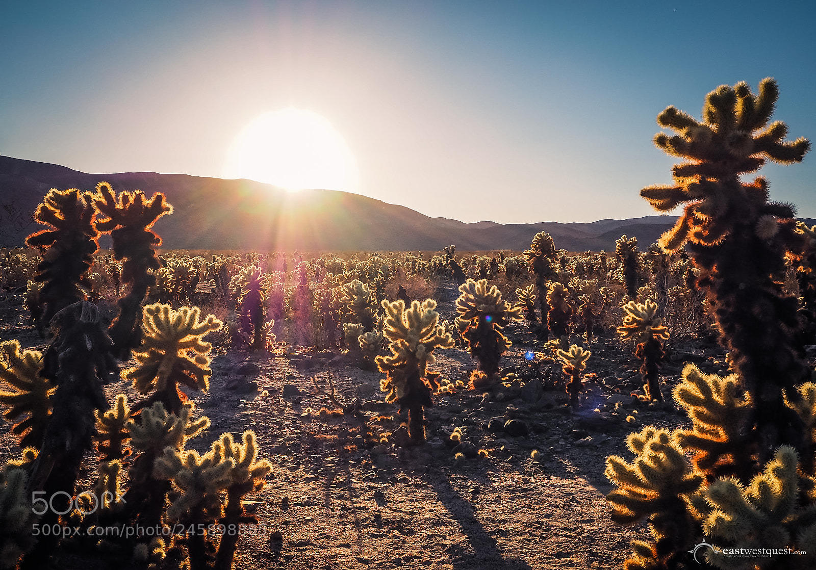 Olympus OM-D E-M10 sample photo. Sun-touched cholla thorns photography