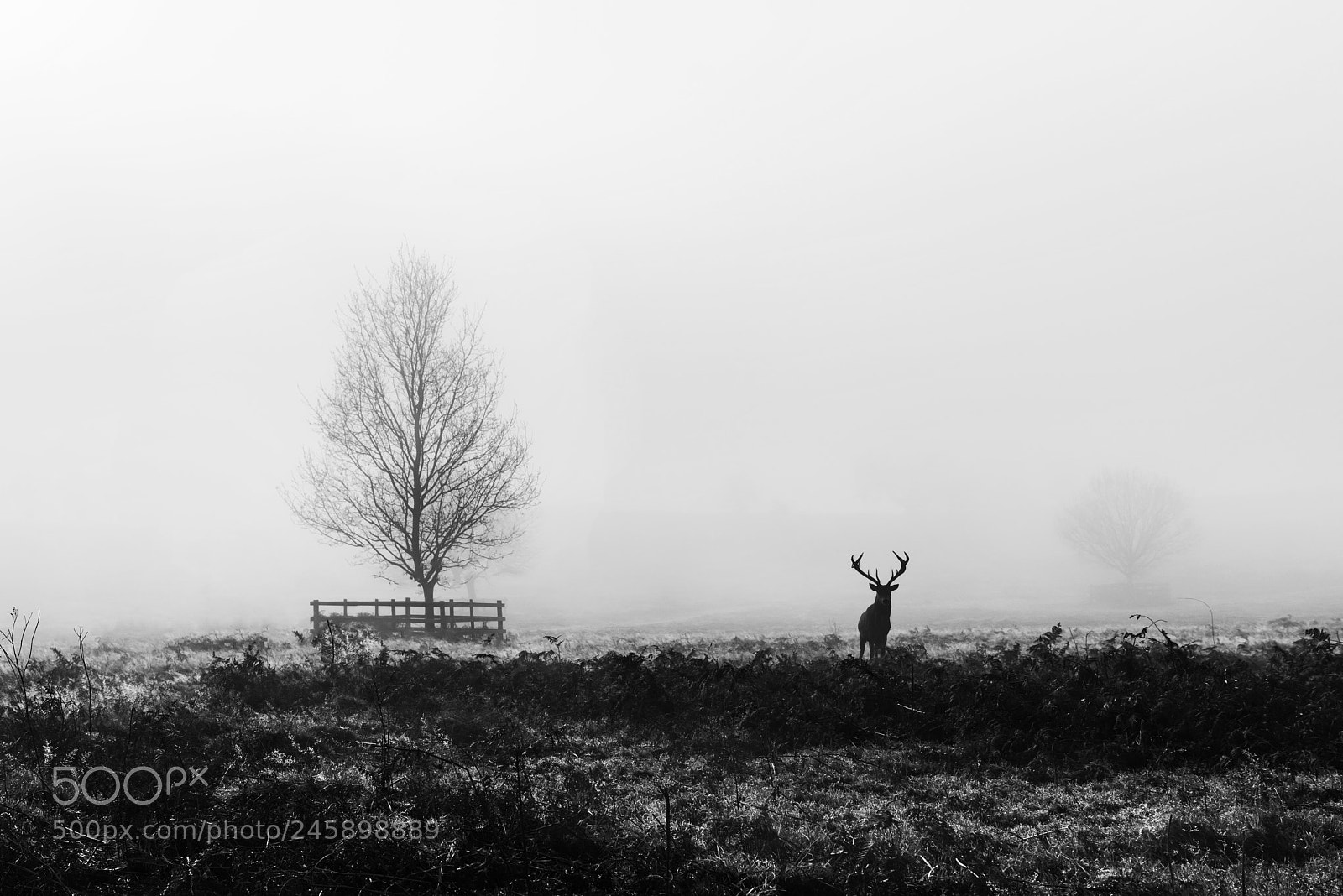 Nikon D810 sample photo. The stag photography