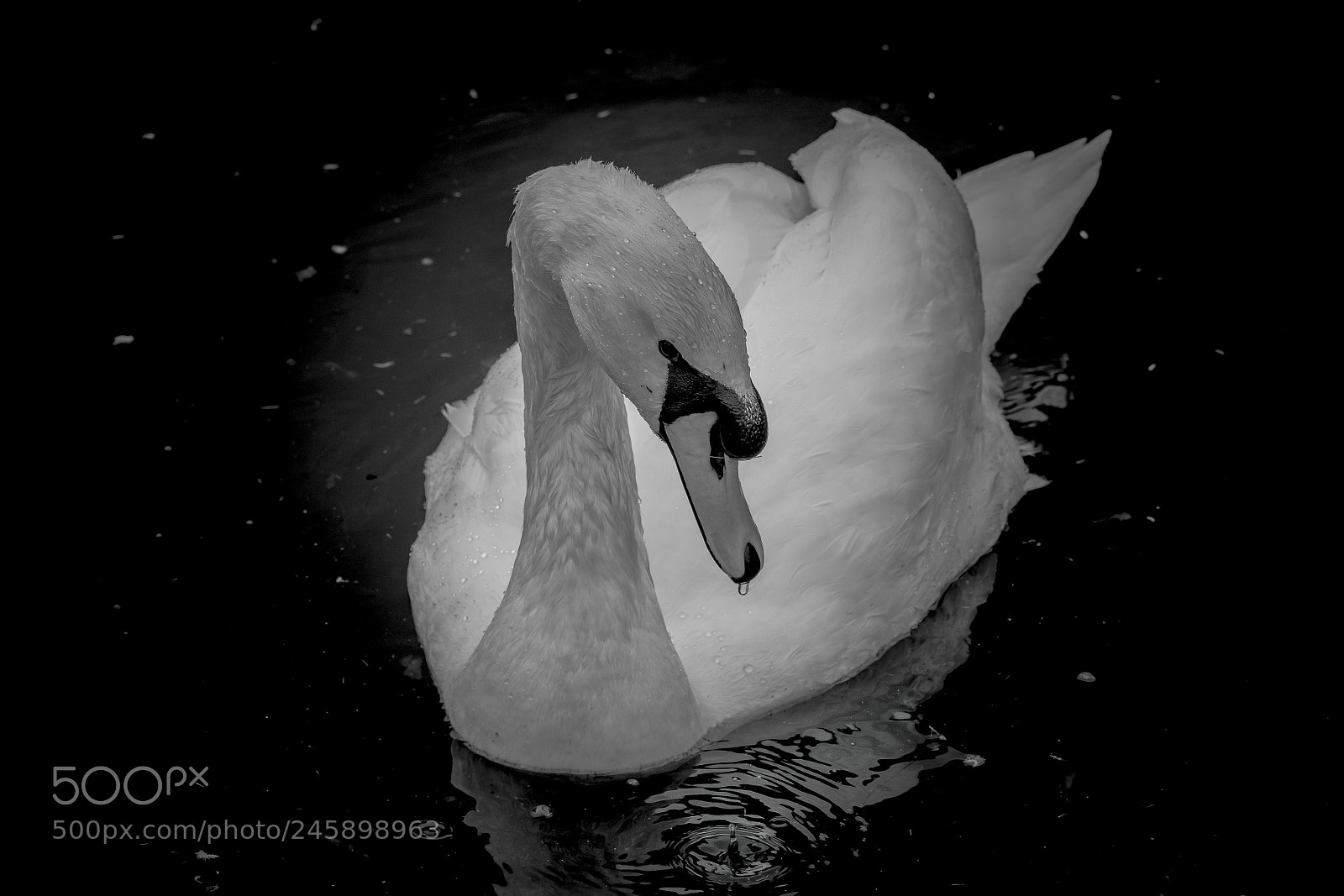 Nikon D7100 sample photo. Swan photography