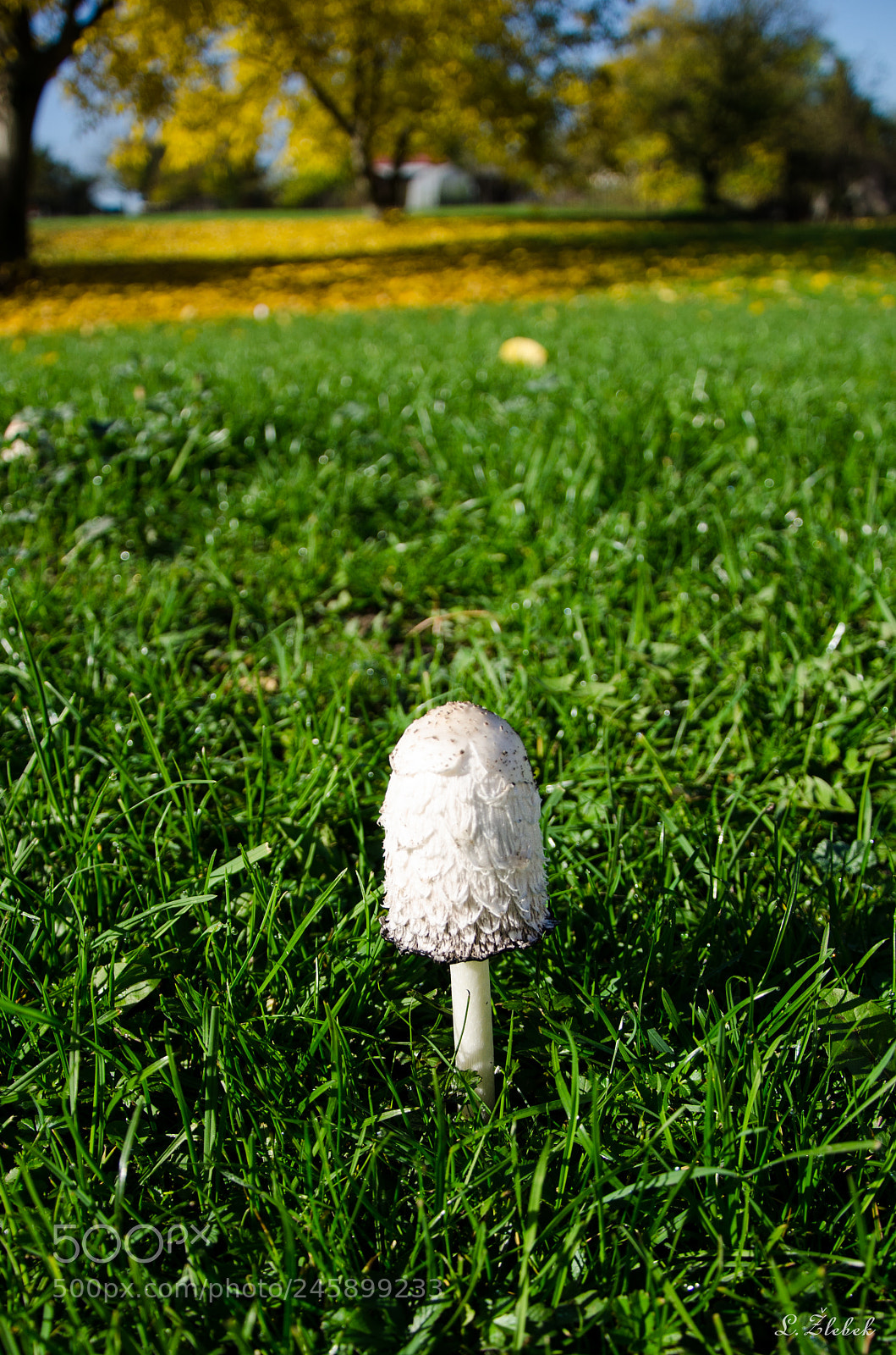 Nikon D7000 sample photo. Mushroom photography
