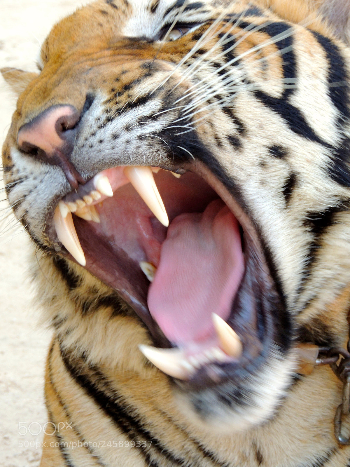 Nikon Coolpix P510 sample photo. Tiger's face photography