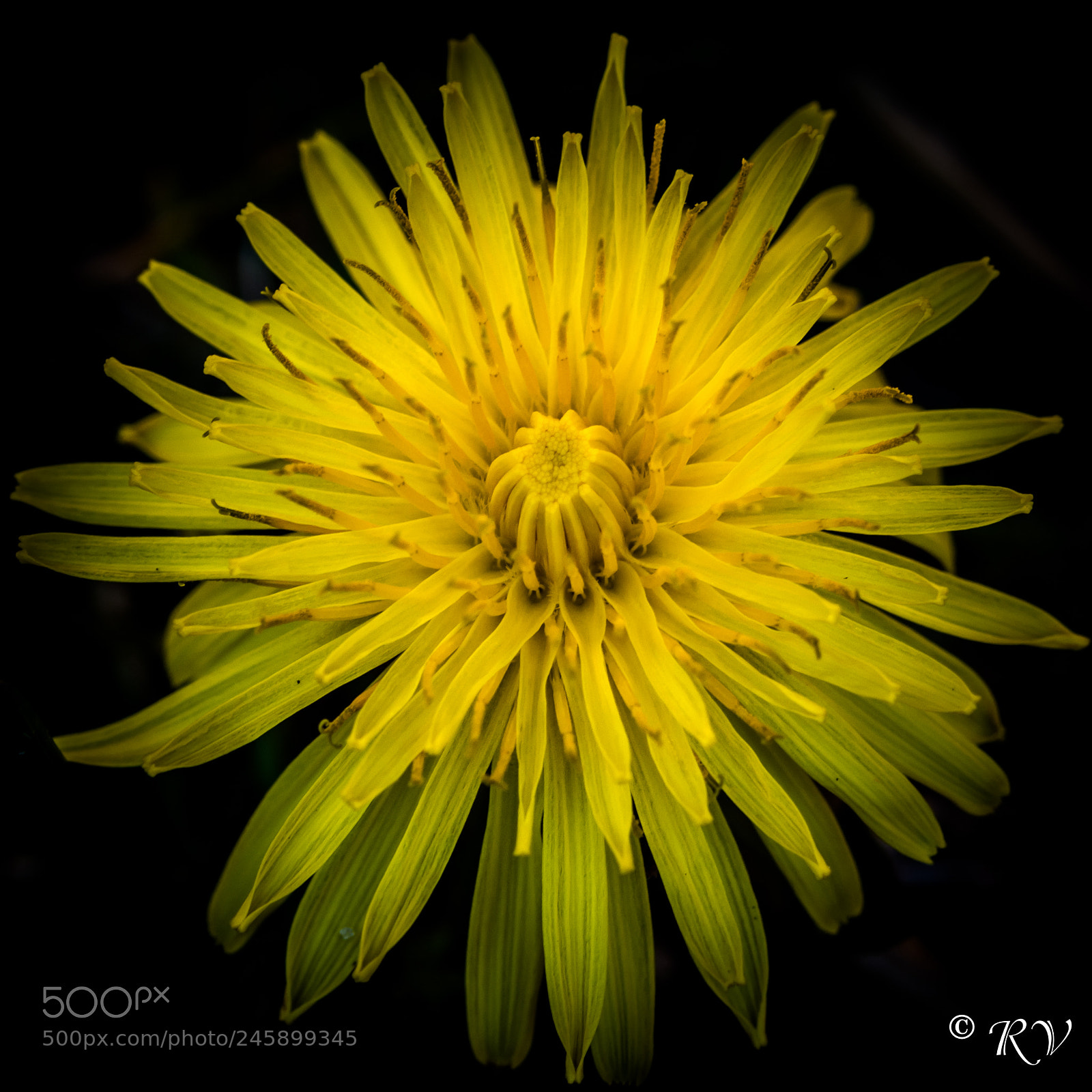 Nikon D7100 sample photo. Flower photography