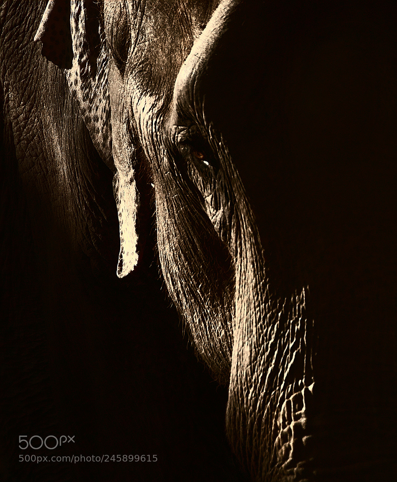 Sony ILCA-77M2 sample photo. Elephant portrait photography