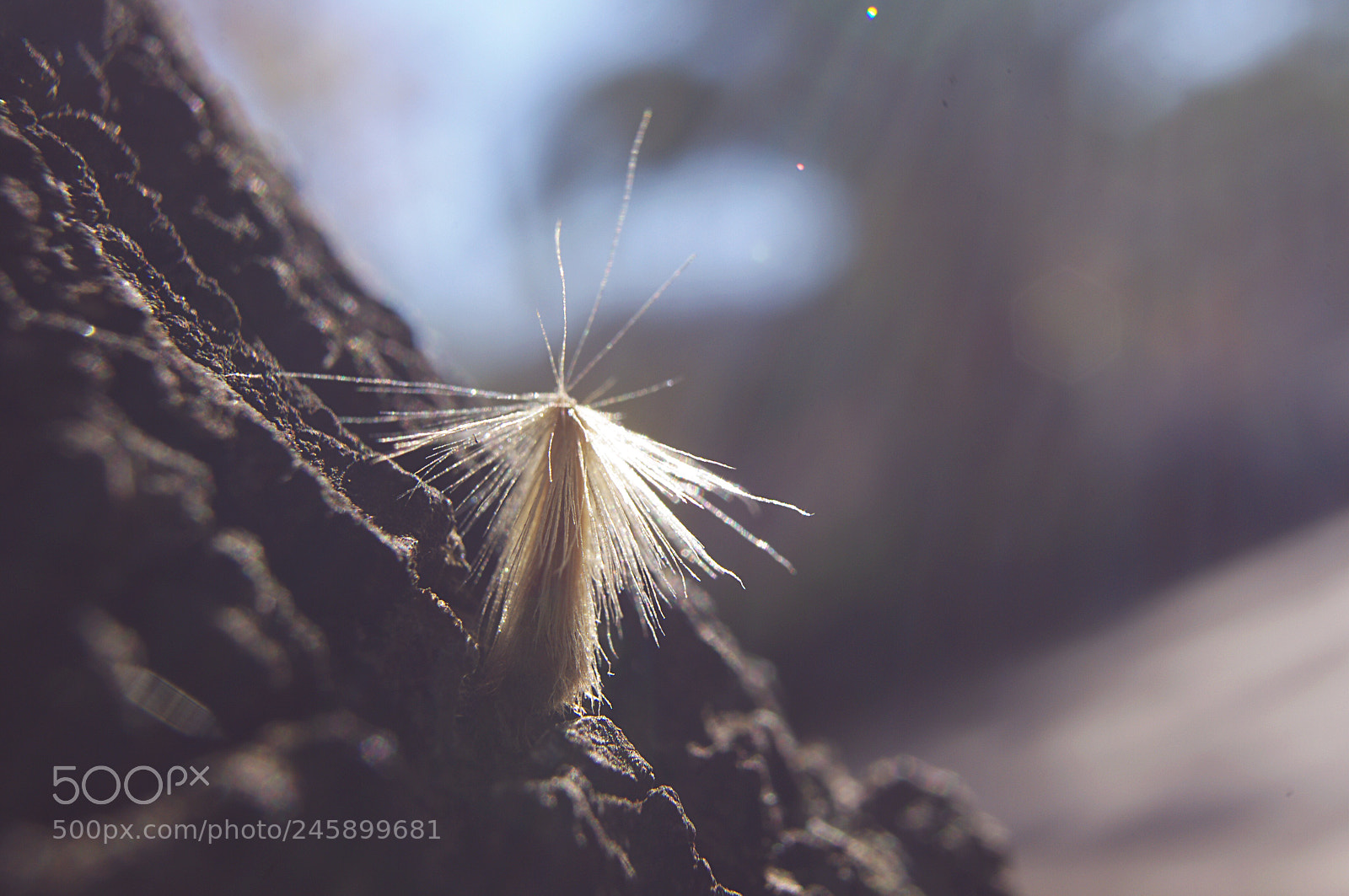 Pentax K-x sample photo. Parachute seed landed on photography
