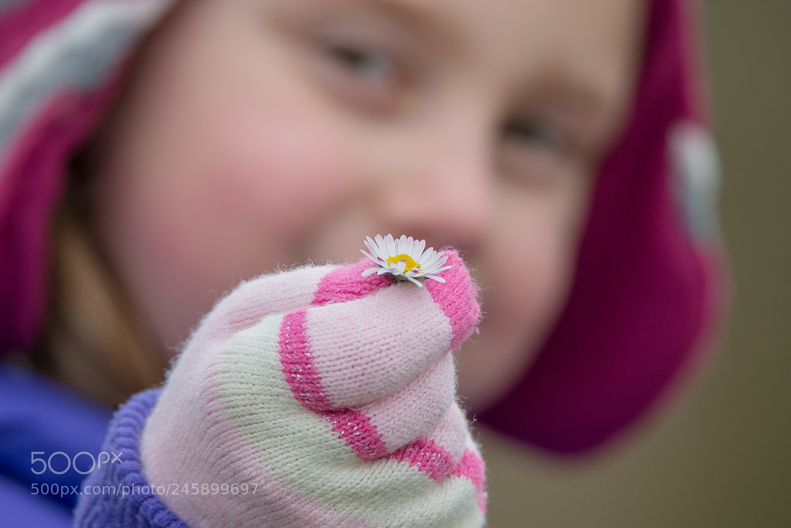 Nikon D610 sample photo. Daisy photography