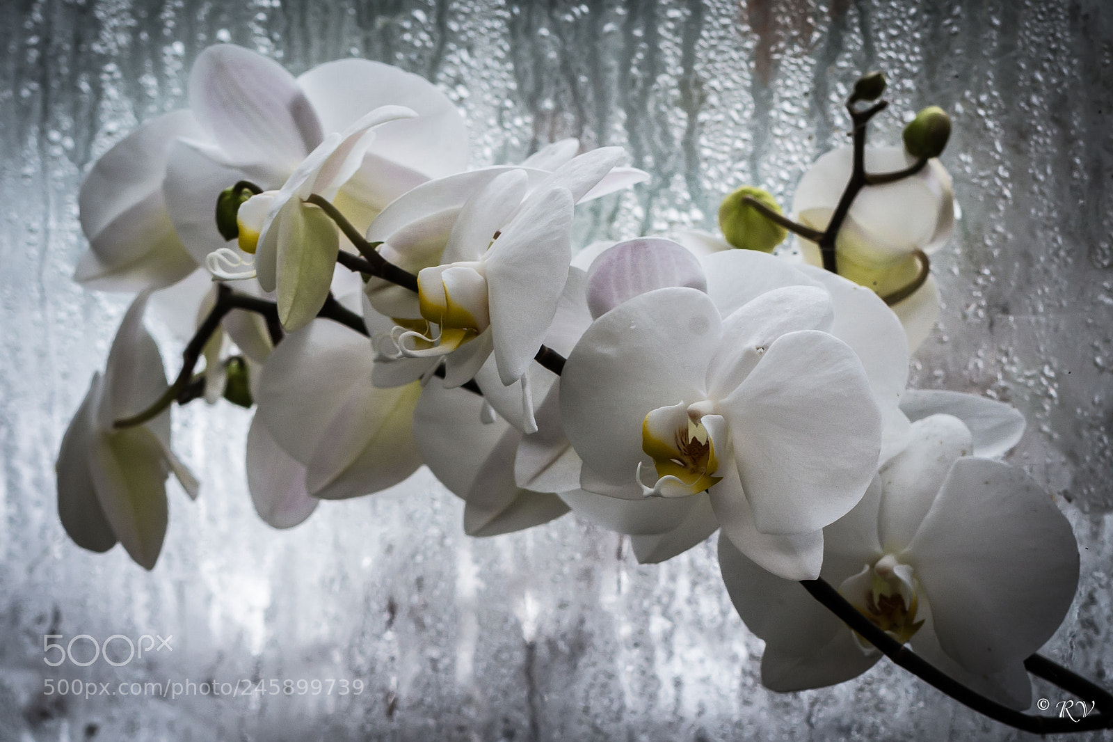 Nikon D7100 sample photo. Flora photography