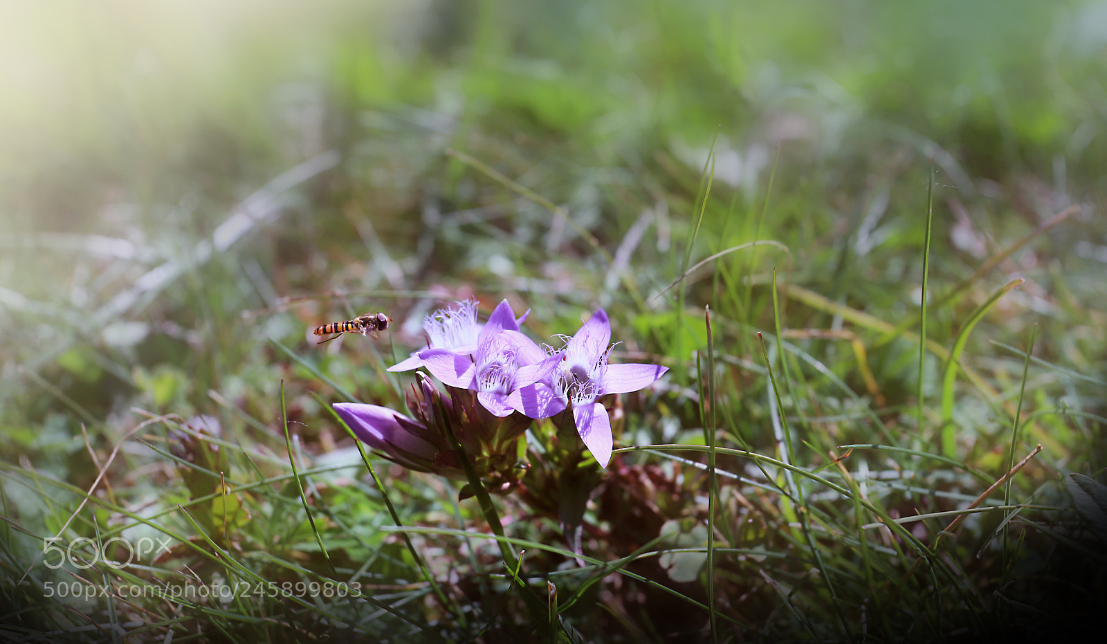 Canon EOS 6D Mark II sample photo. Bee break photography
