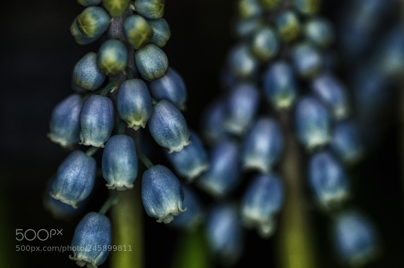 Nikon D90 sample photo. Muscari, bue ii photography
