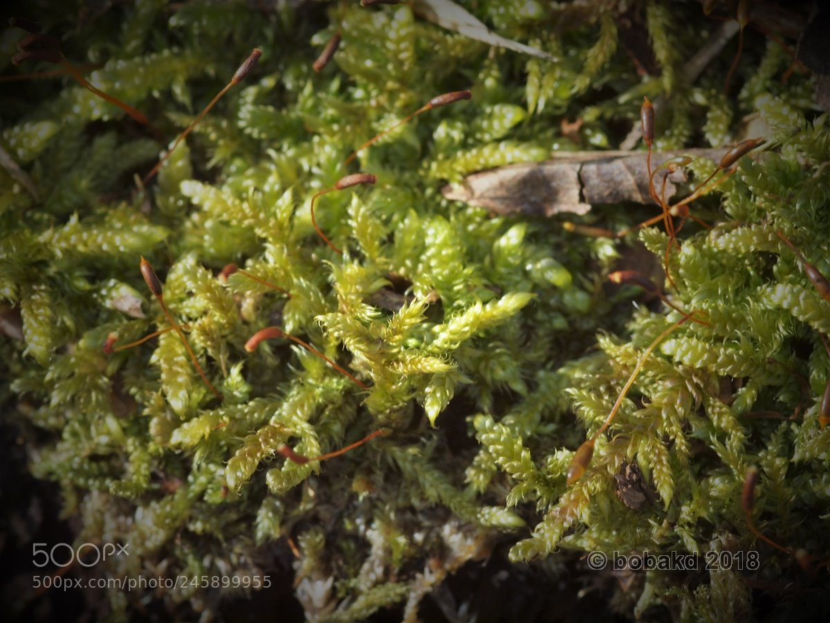Olympus E-620 (EVOLT E-620) sample photo. Forest moss photography