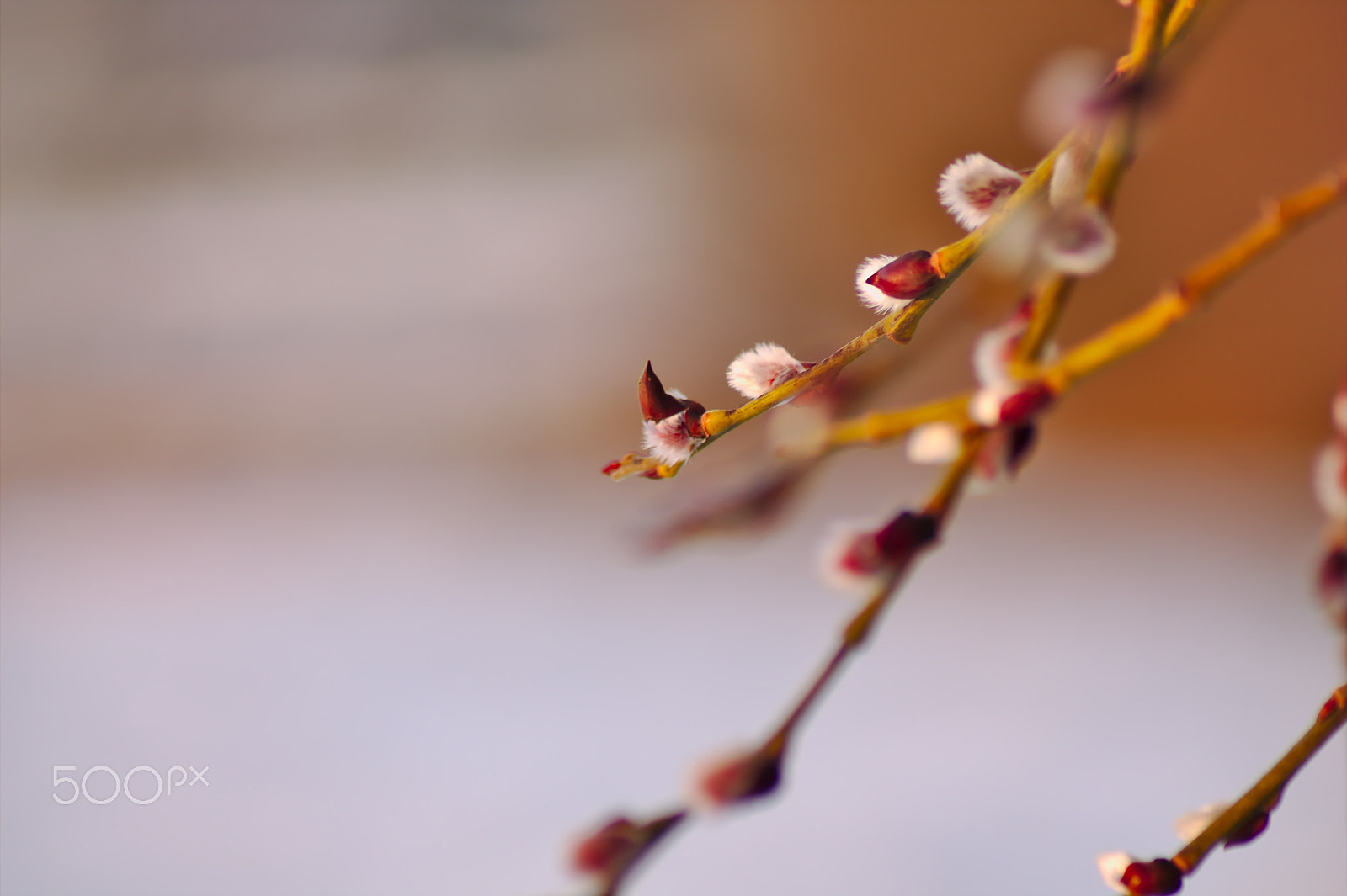 Canon EOS 1100D (EOS Rebel T3 / EOS Kiss X50) sample photo. Catkin photography