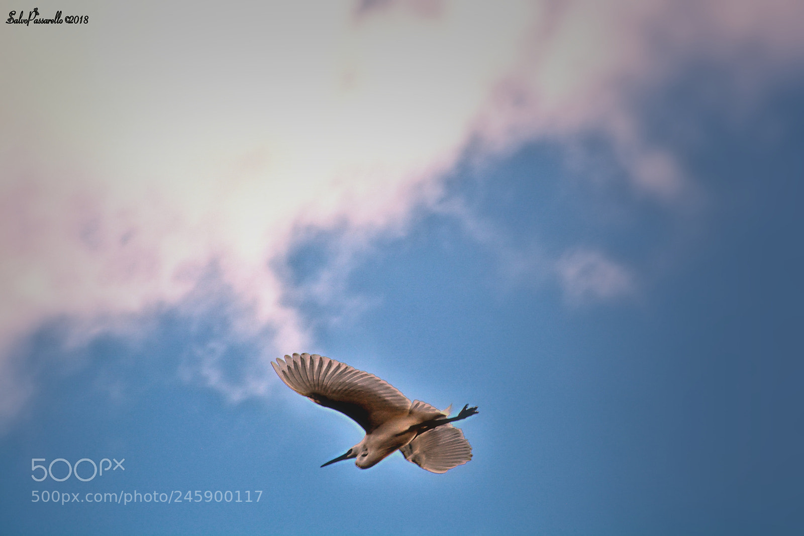 Nikon D5200 sample photo. Flying under the clouds photography