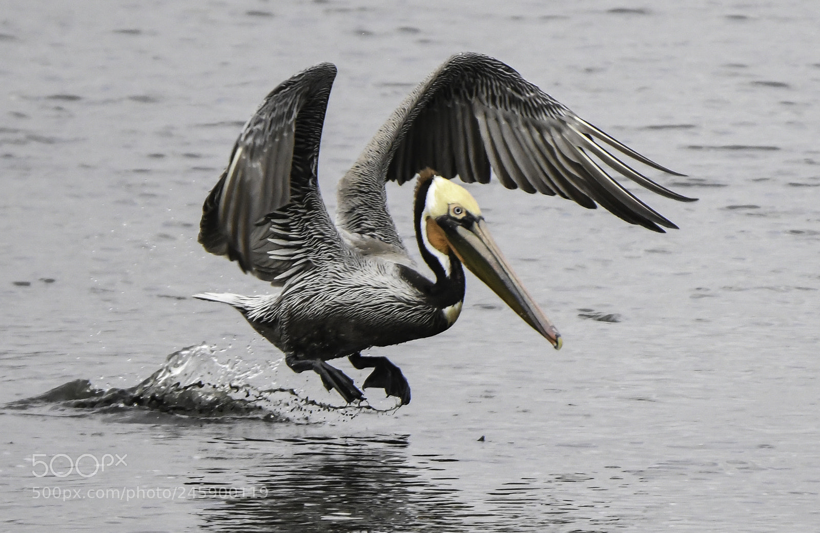 Nikon D500 sample photo. Takeoff photography