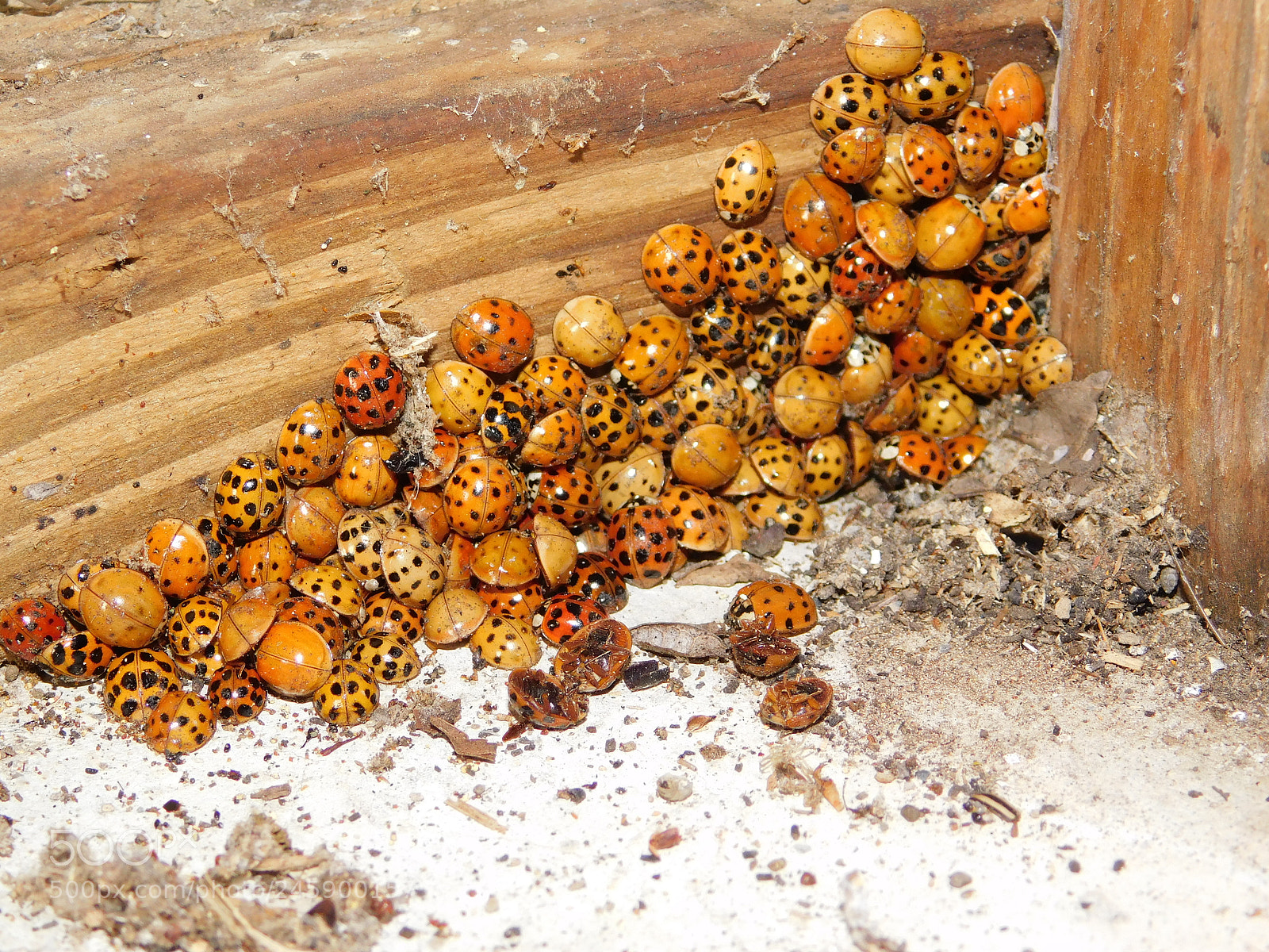 Nikon Coolpix B500 sample photo. Japanese beetle pile photography