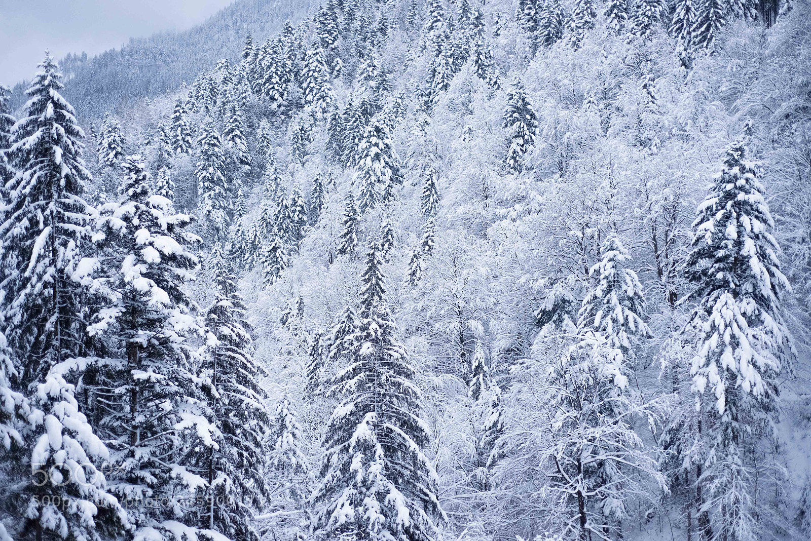 Nikon D610 sample photo. Snowy forest photography